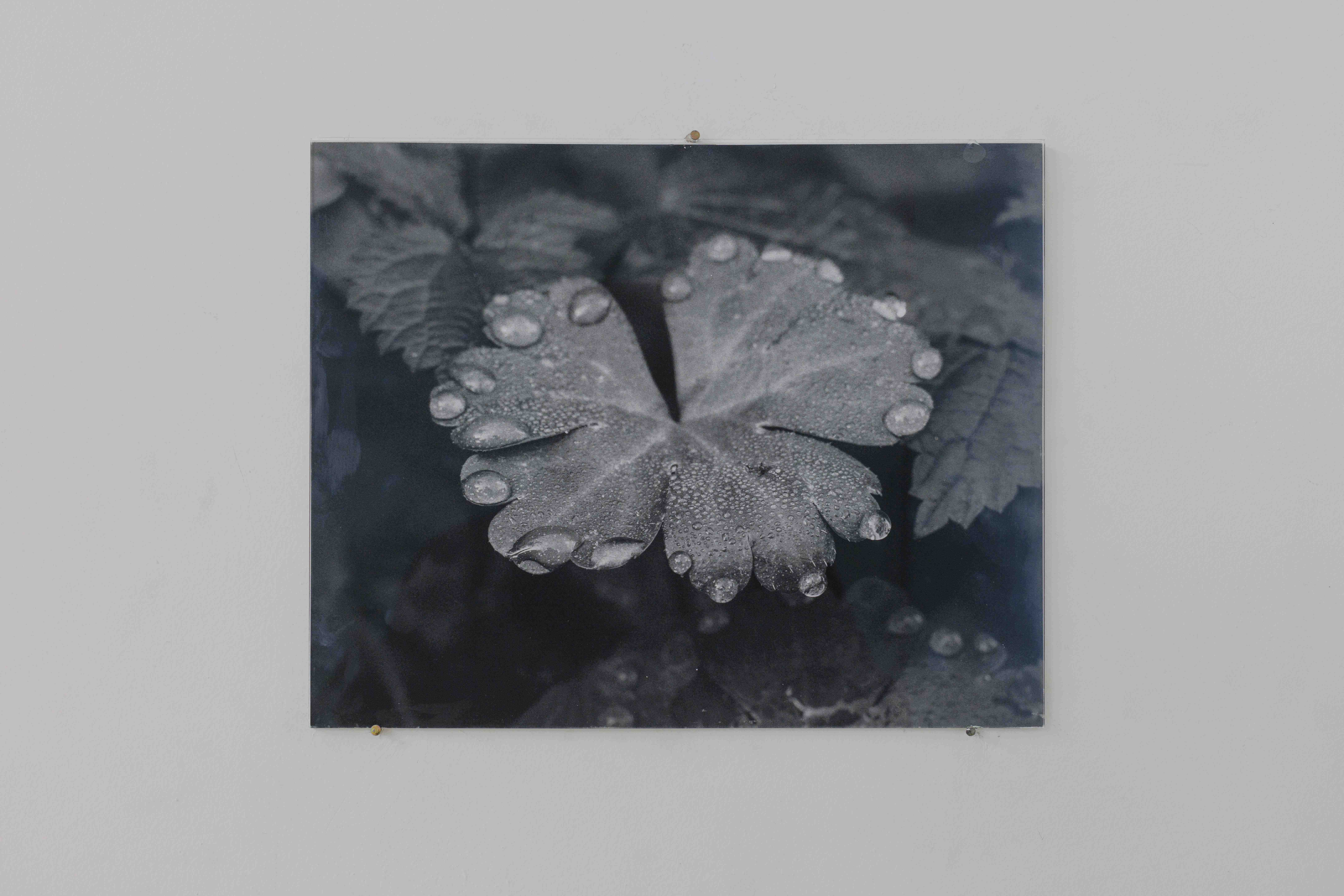 Stelios Kallinikou, Plant, 2019, archival pigment print, 26 x 33 cm