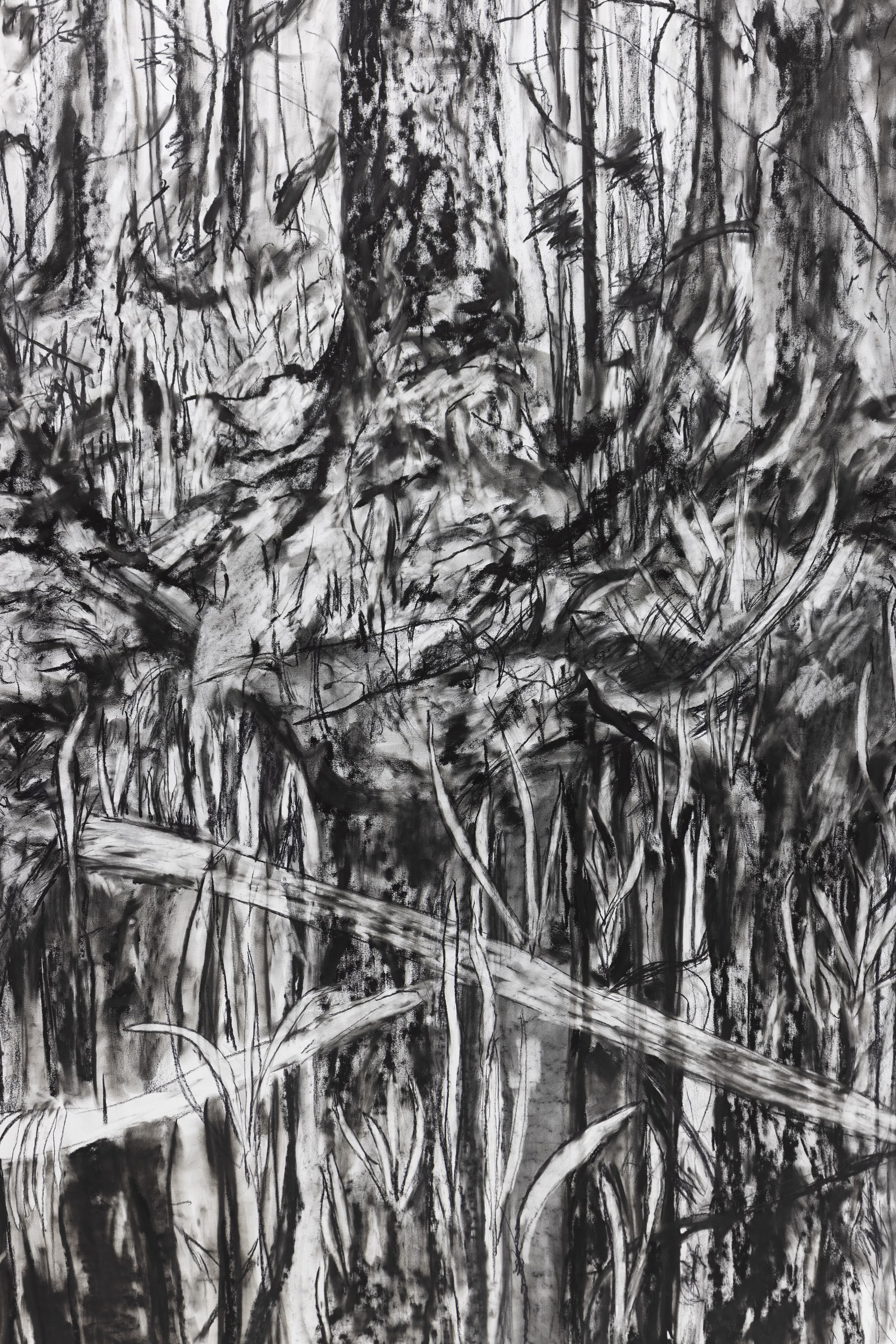 Kinga Kiełczyńska, Swamp (after Wajrak) (detail), 2019/2024, charcoal on paper, 150 x 250 cm 