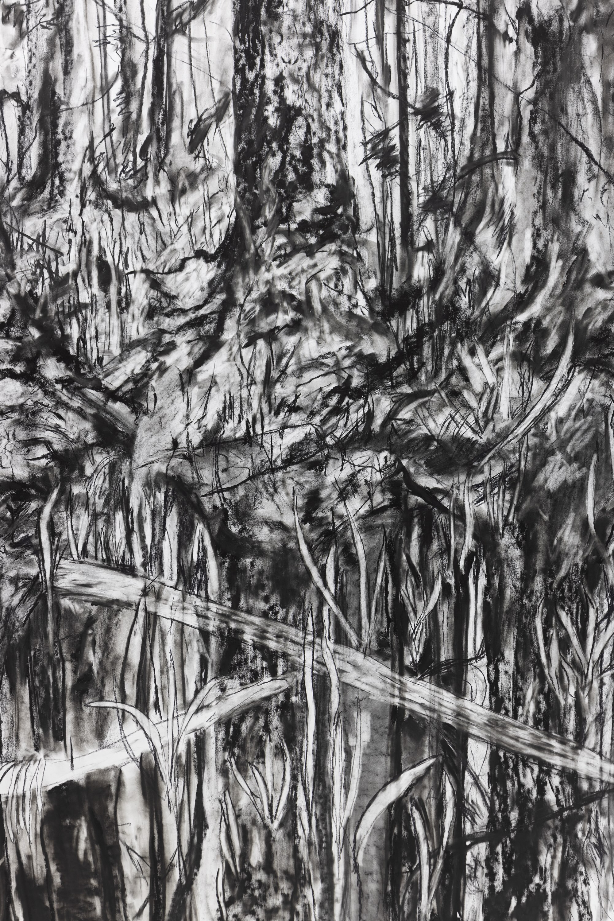 Kinga Kiełczyńska, Swamp (after Wajrak) (detail), 2019/2024, charcoal on paper, 150 x 250 cm