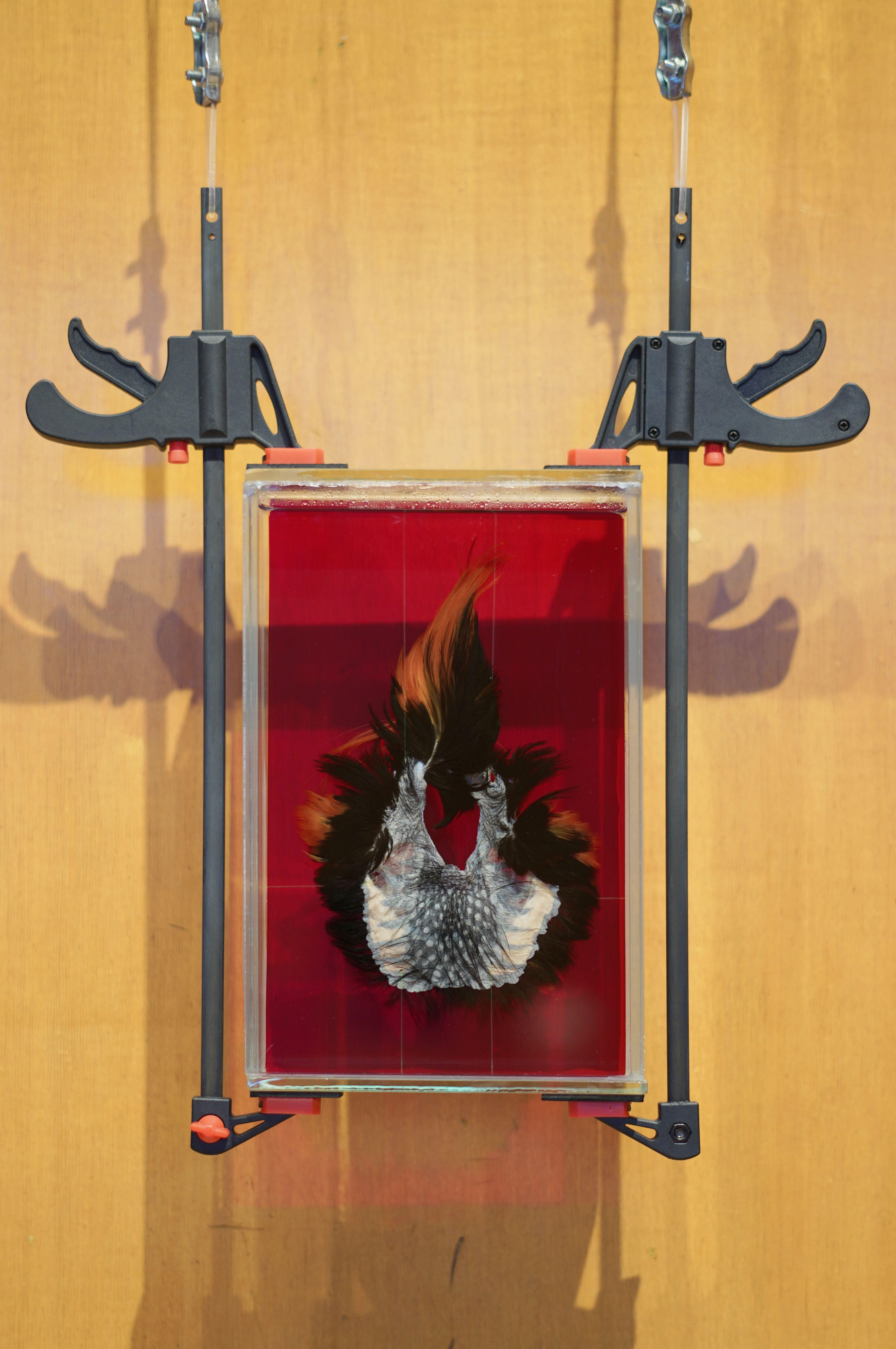 Marek Wodzisławski, preparation - tragopan plica, 2024