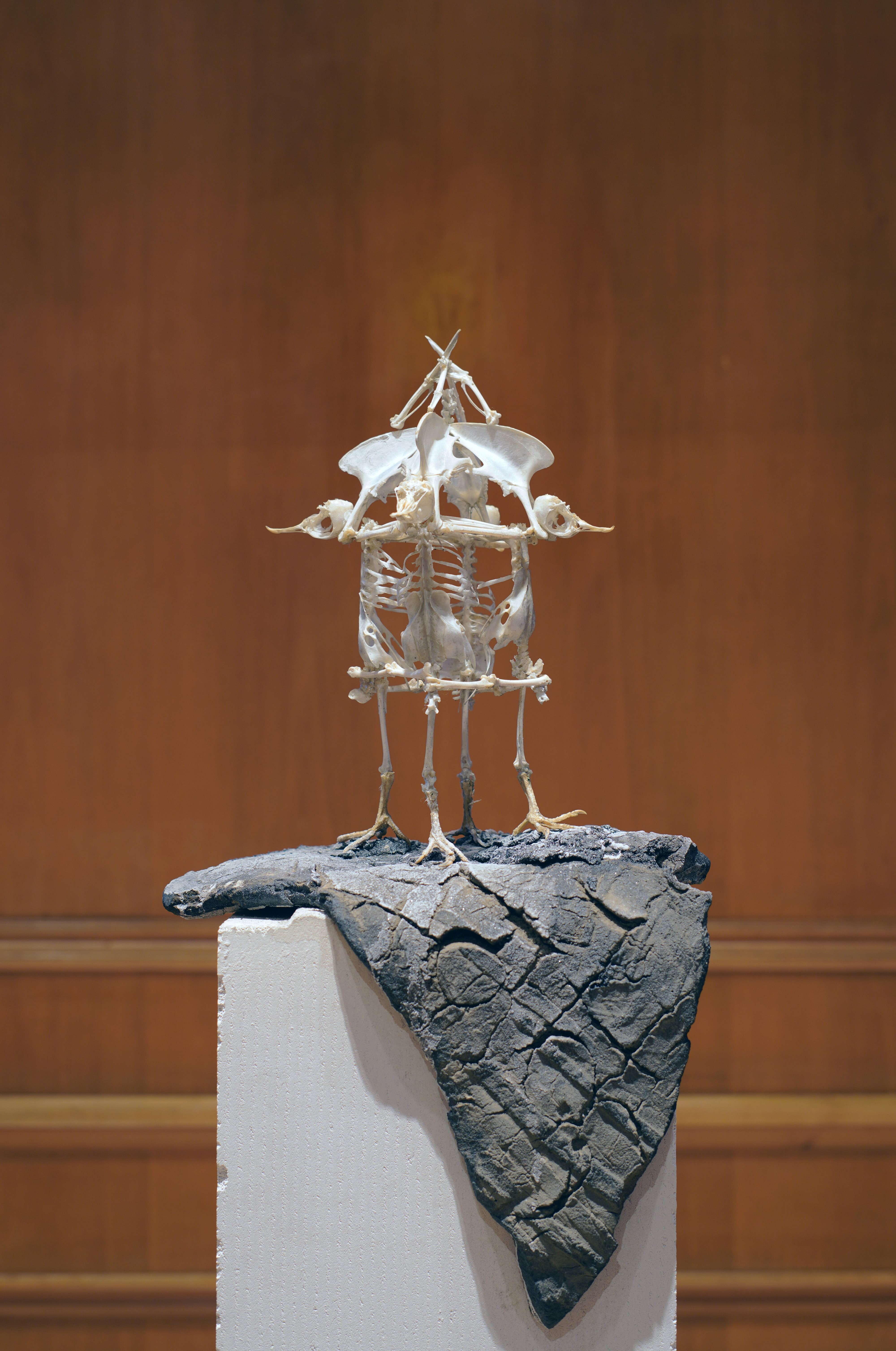 Marek Wodzisławski, Bionic objects, house of bones: skeletons of common pigeons, asphalt, 2024