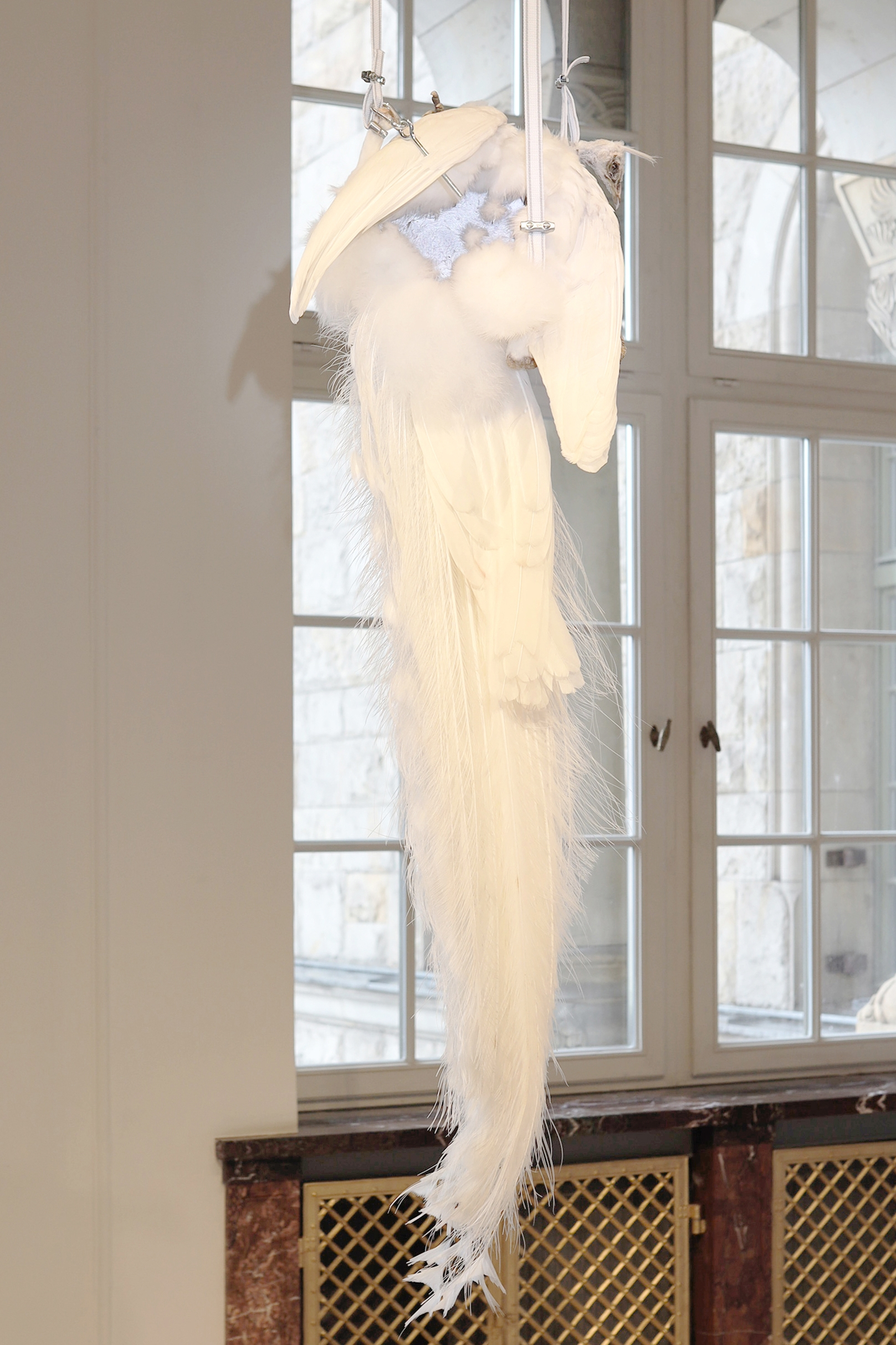 Marek Wodzisławski, barrier/utopia, installation: taxidermed albino peacock, reflective paint, 2024