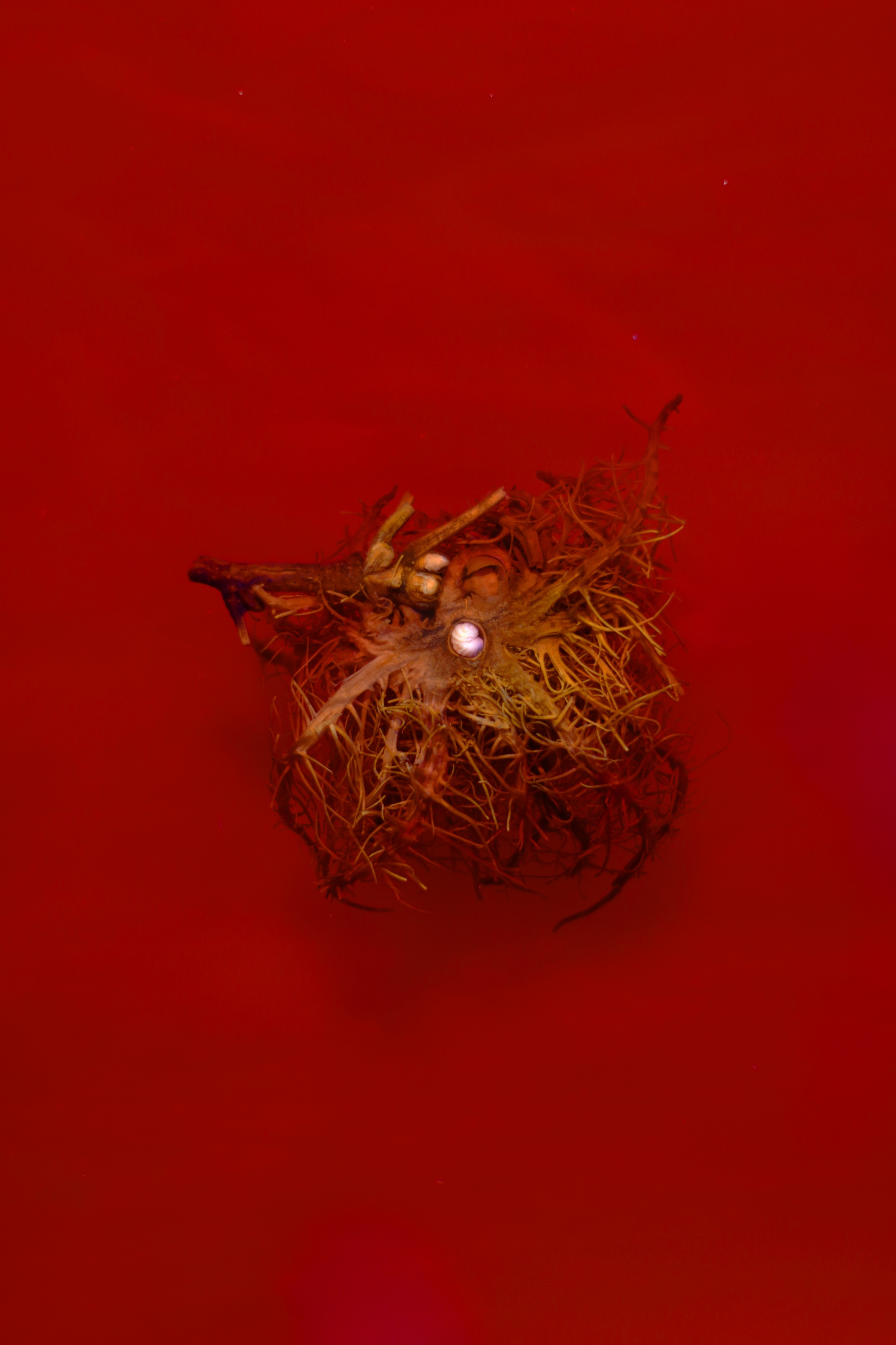 Marek Wodzisławski, preparation - gall with larva (cross-section), 2024