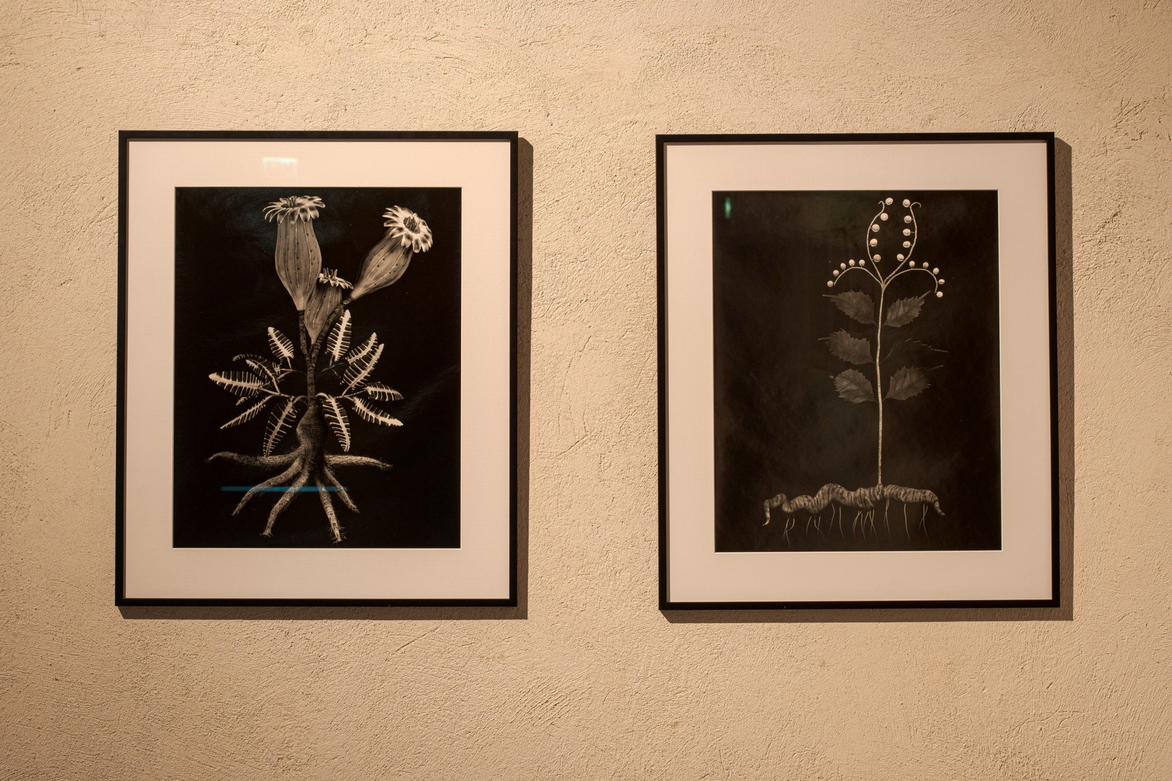 Miljohn Ruperto and Ulrik Heltoft. From the series Voynich Botanical Studies, 2013–2014: Specimen 33r Leto and Specimen 30v Leto. Gelatin silver prints, 50 × 40 cm. Photographer: Andrej Vasilenko