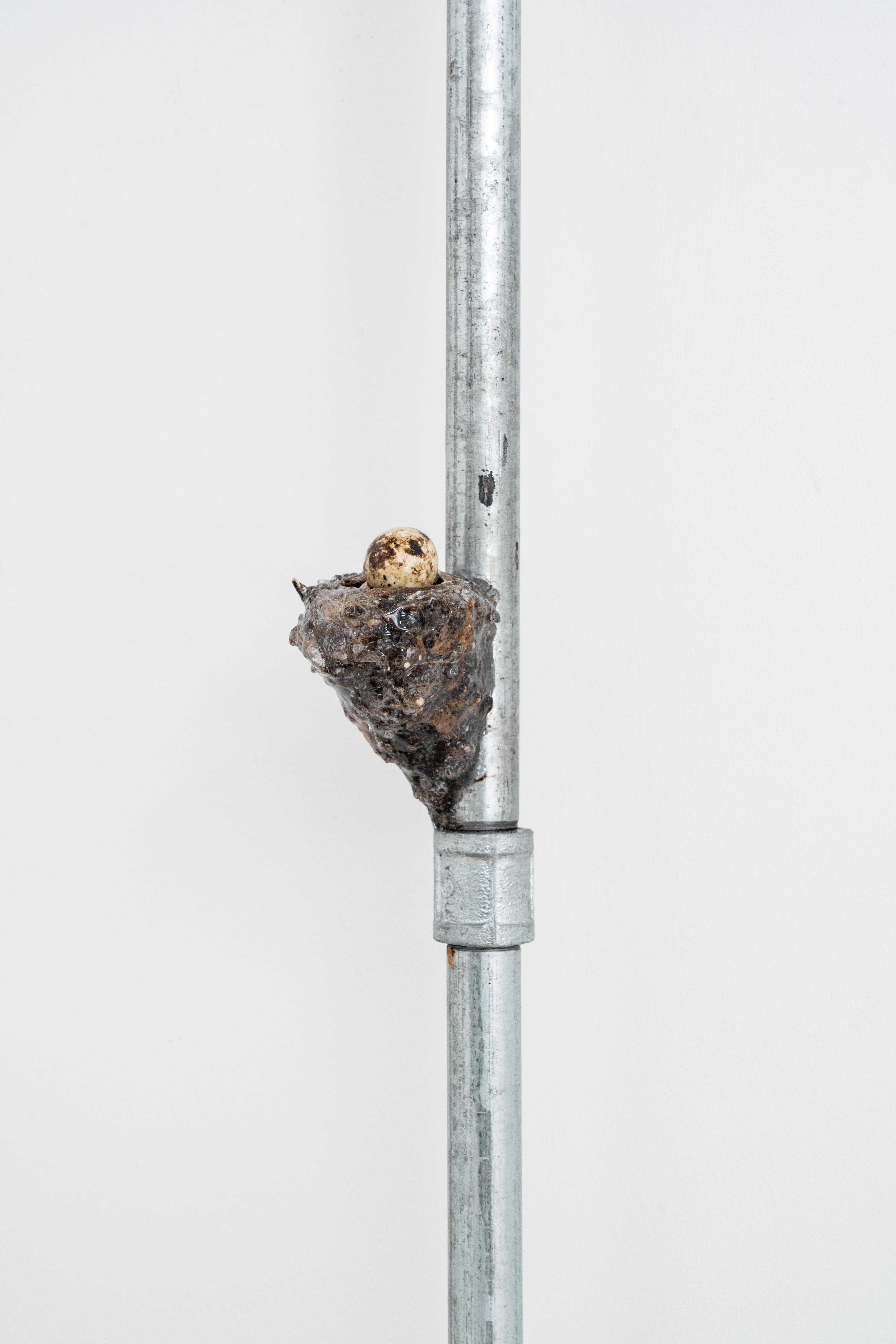 Stolen Barriers, 2024,180x9cm, Water pipe, Quail eggs, Twigs, Leaves and Saliva