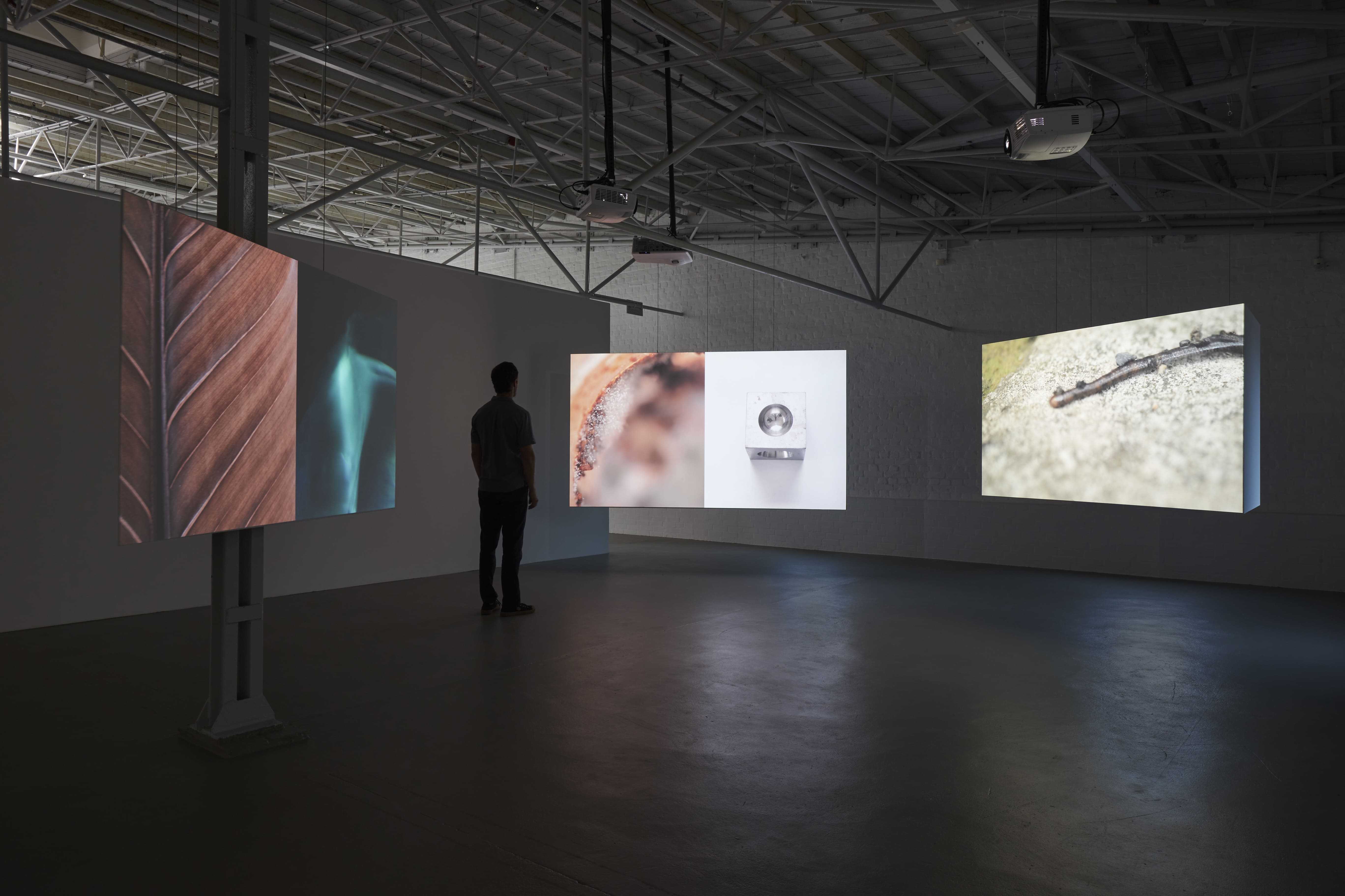 nicolás paris, Protobosque, 2023, Installationsansicht Kunsthalle Münster 2024. Courtesy the artist. Foto: Kunsthalle Münster / Volker Renner