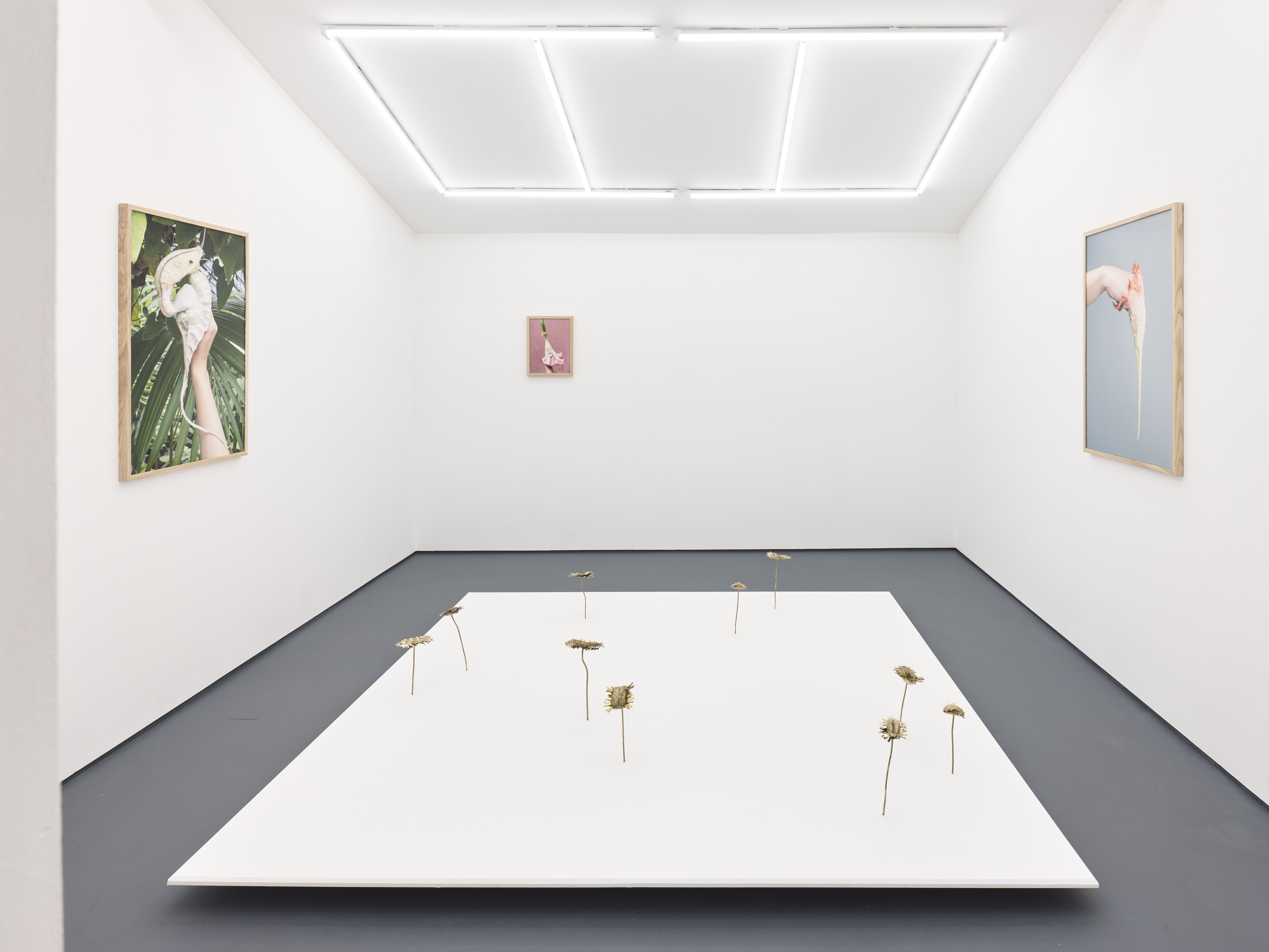 Nona Inescu, Daisyworld, installation view