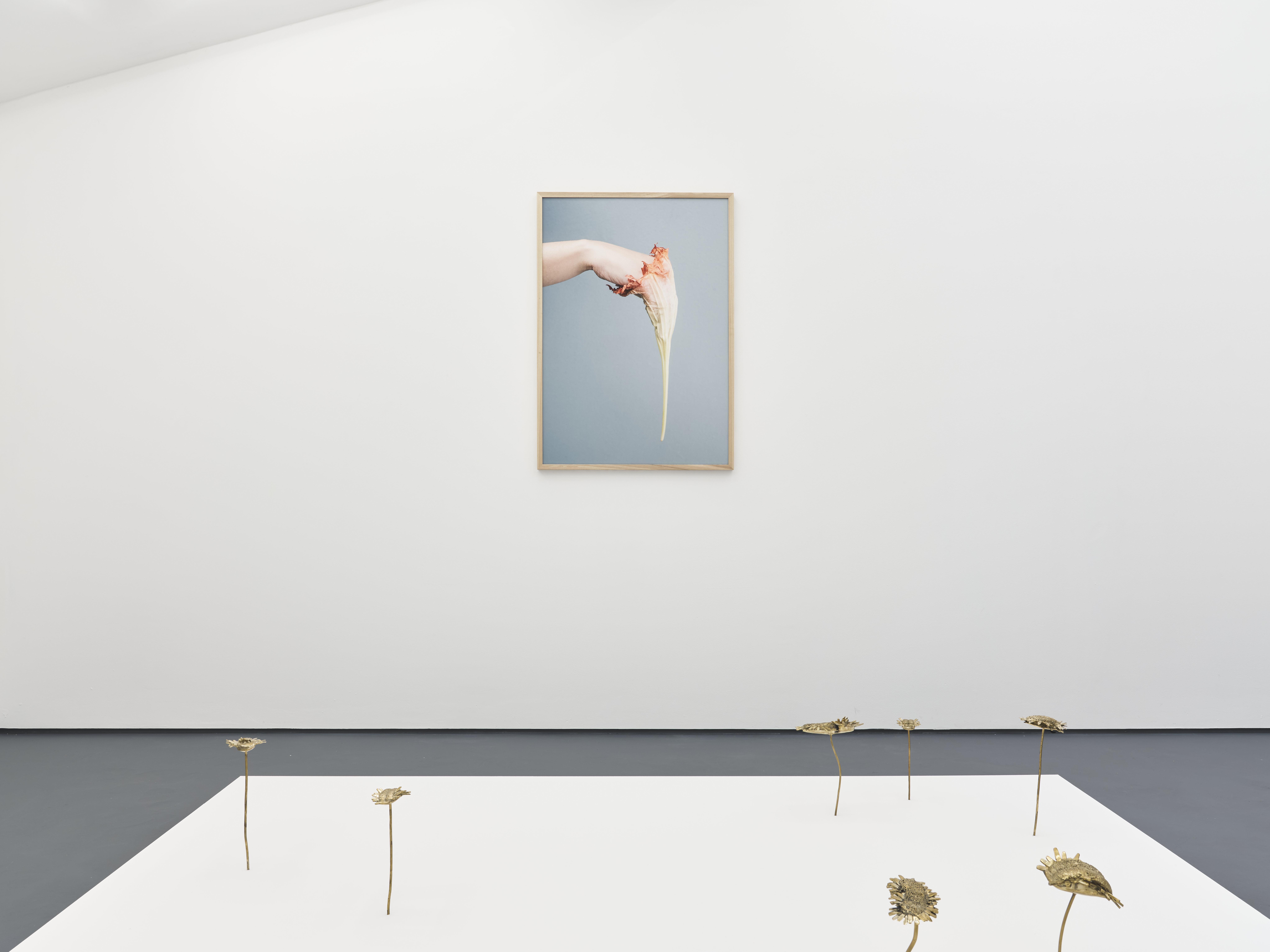Nona Inescu, Daisyworld, installation view