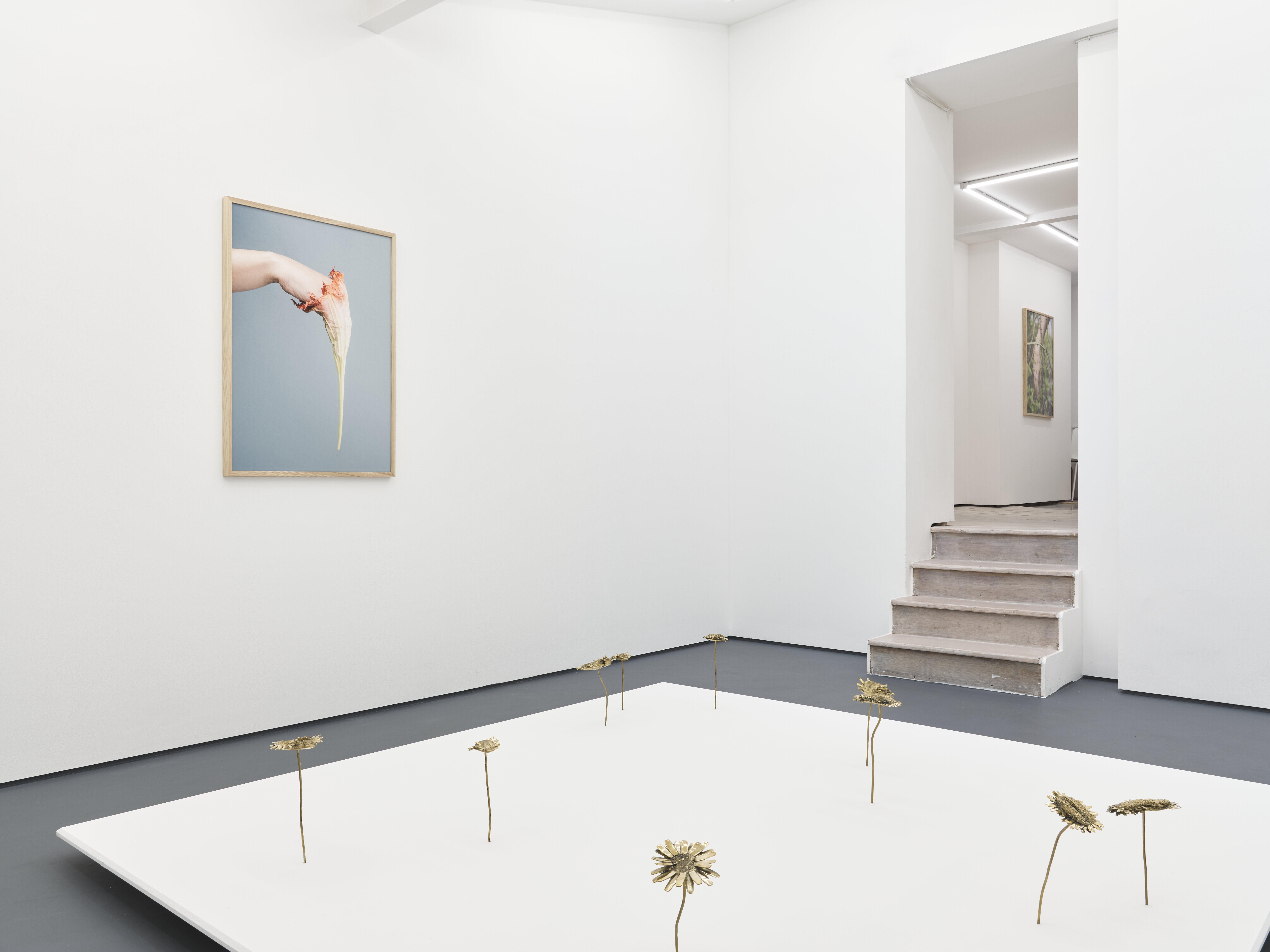 Nona Inescu, Daisyworld, installation view