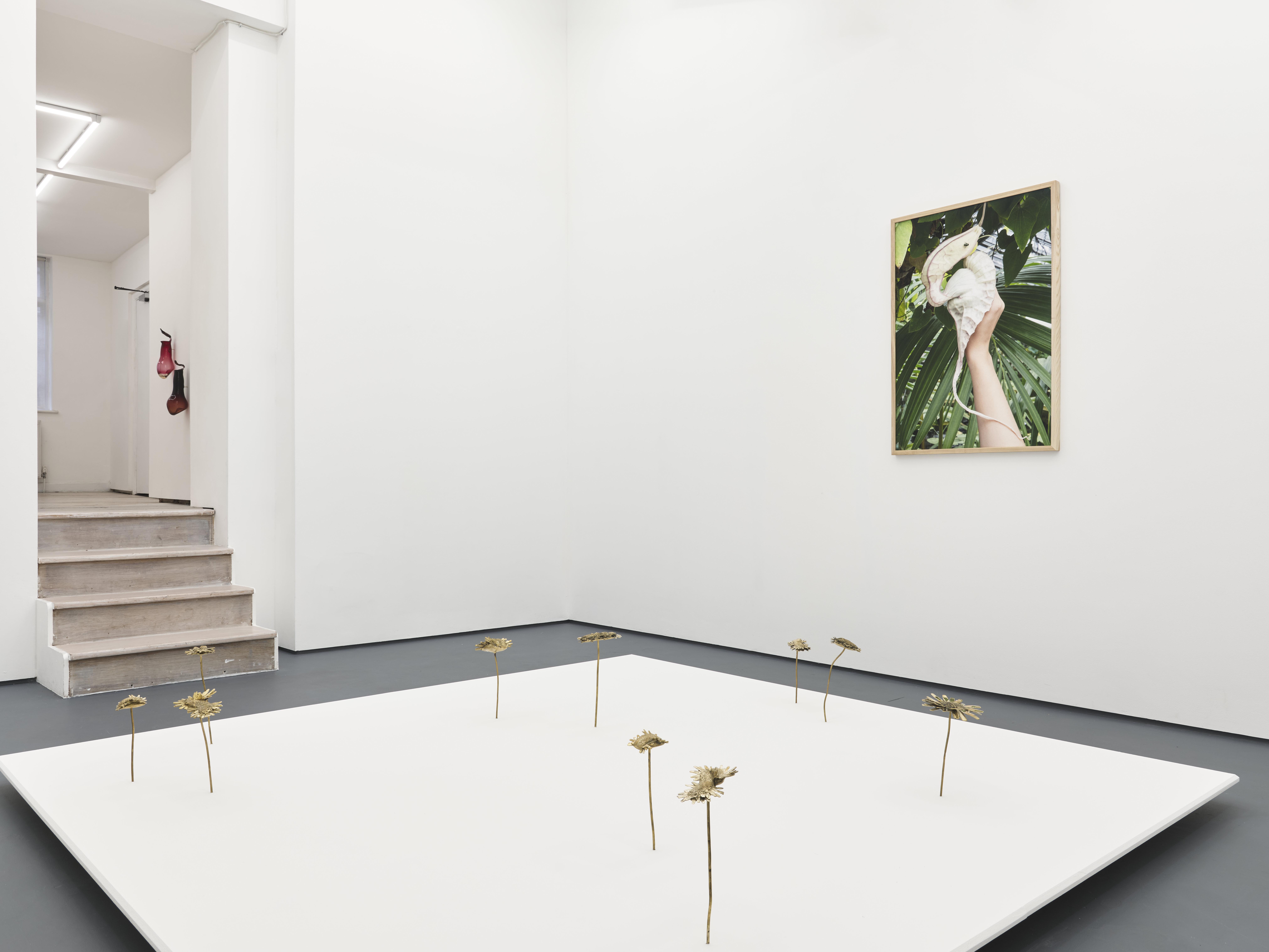 Nona Inescu, Daisyworld, installation view