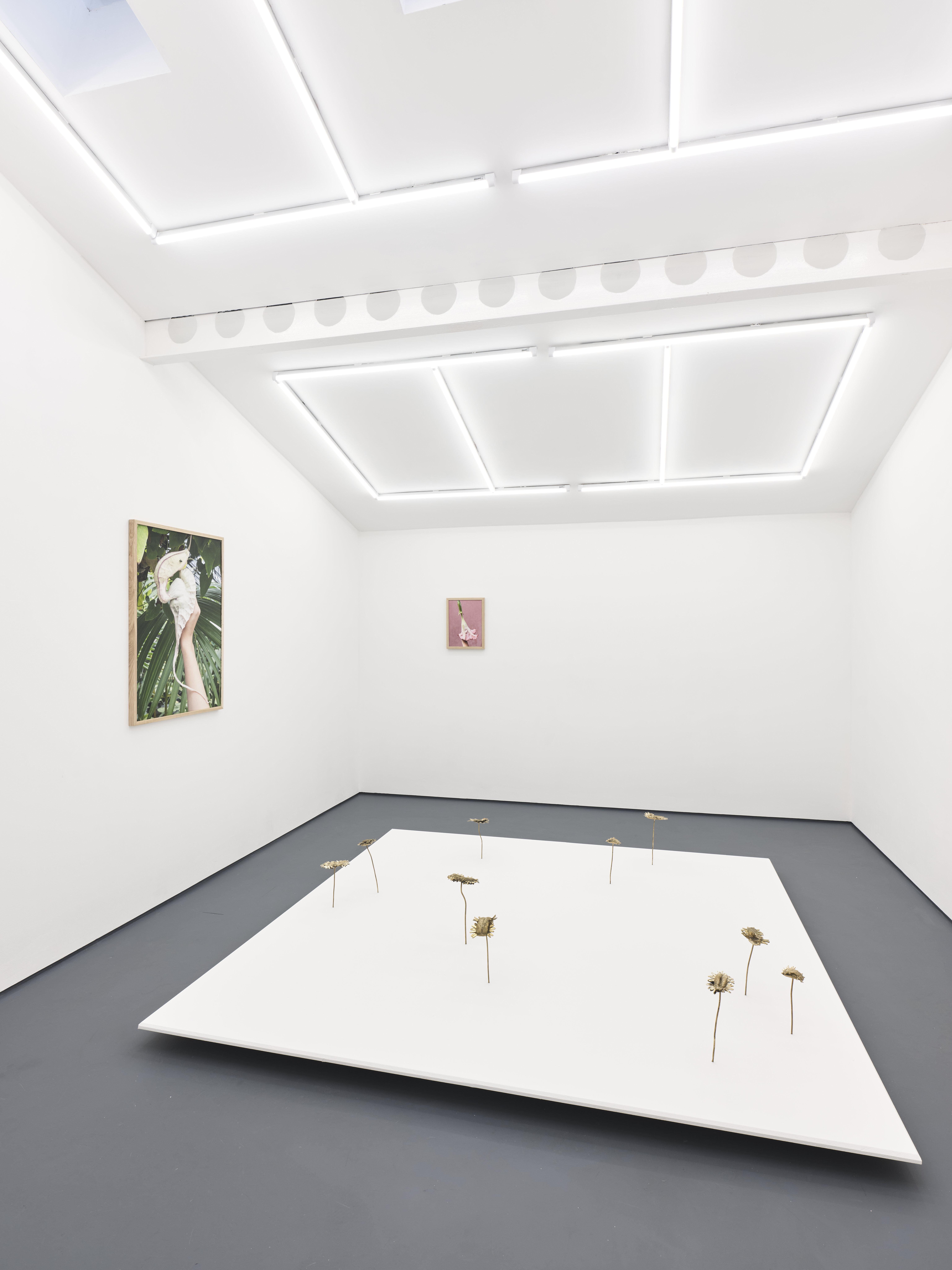 Nona Inescu, Daisyworld, installation view