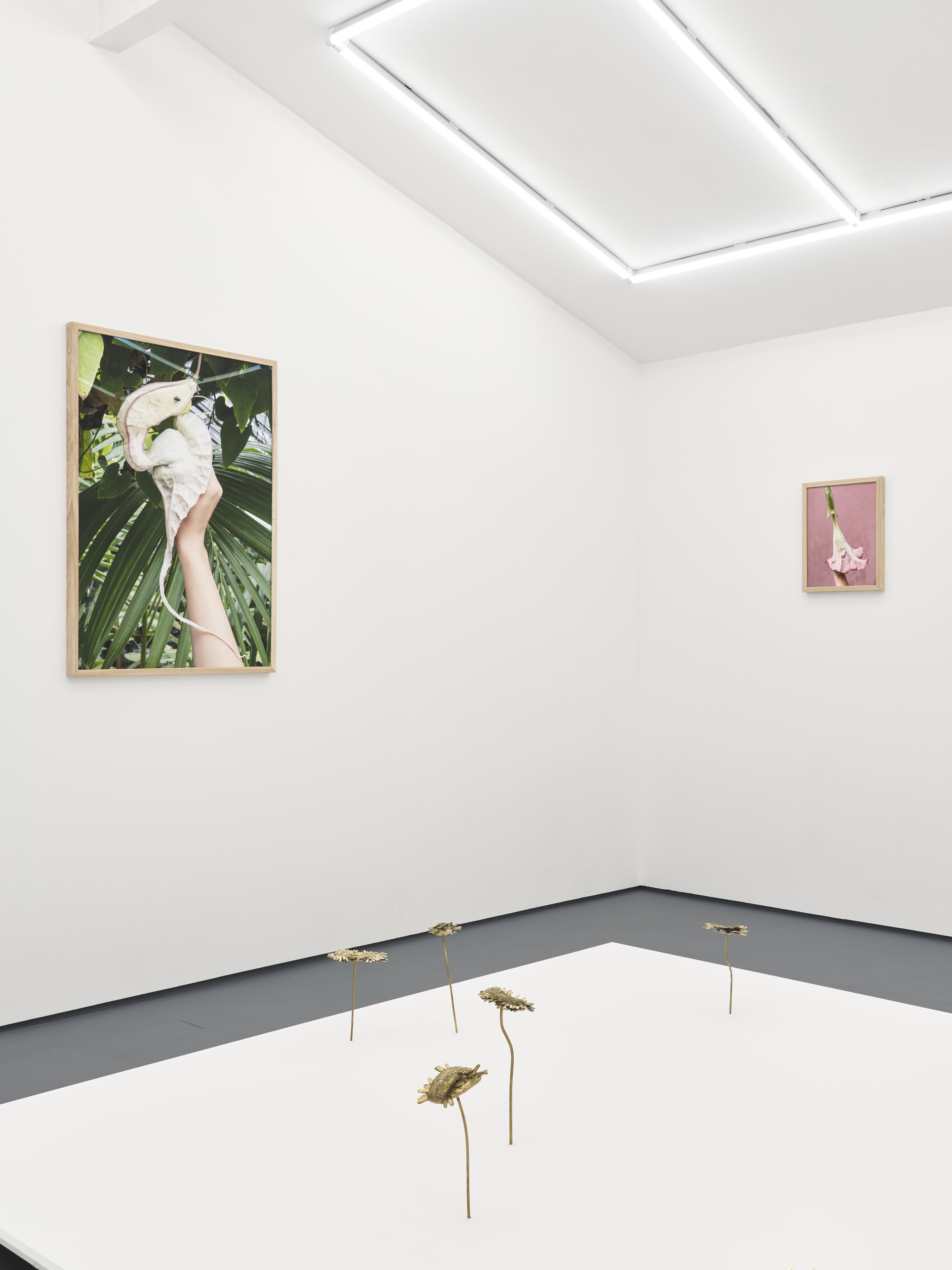 Nona Inescu, Daisyworld, installation view