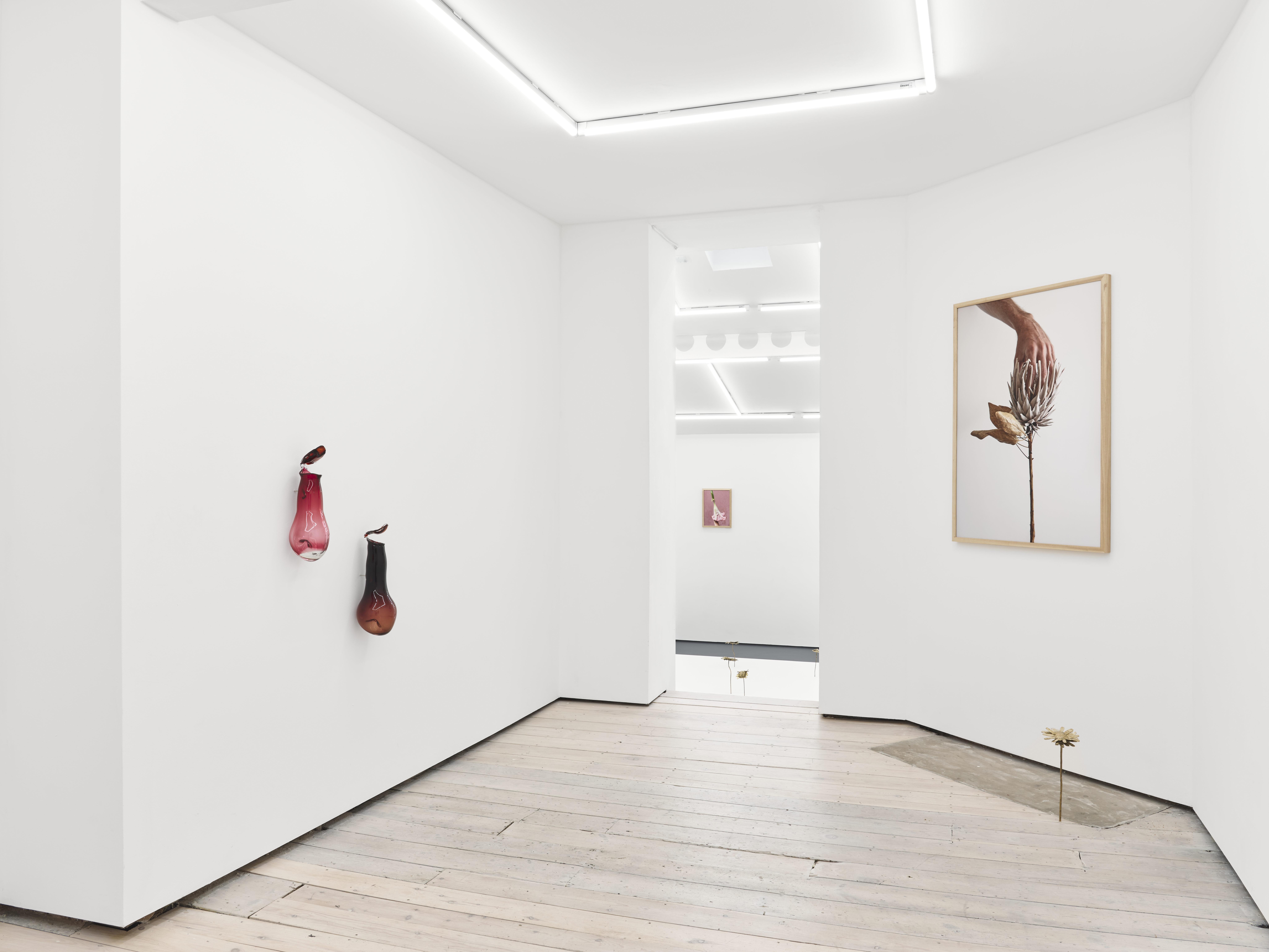 Nona Inescu, Daisyworld, installation view