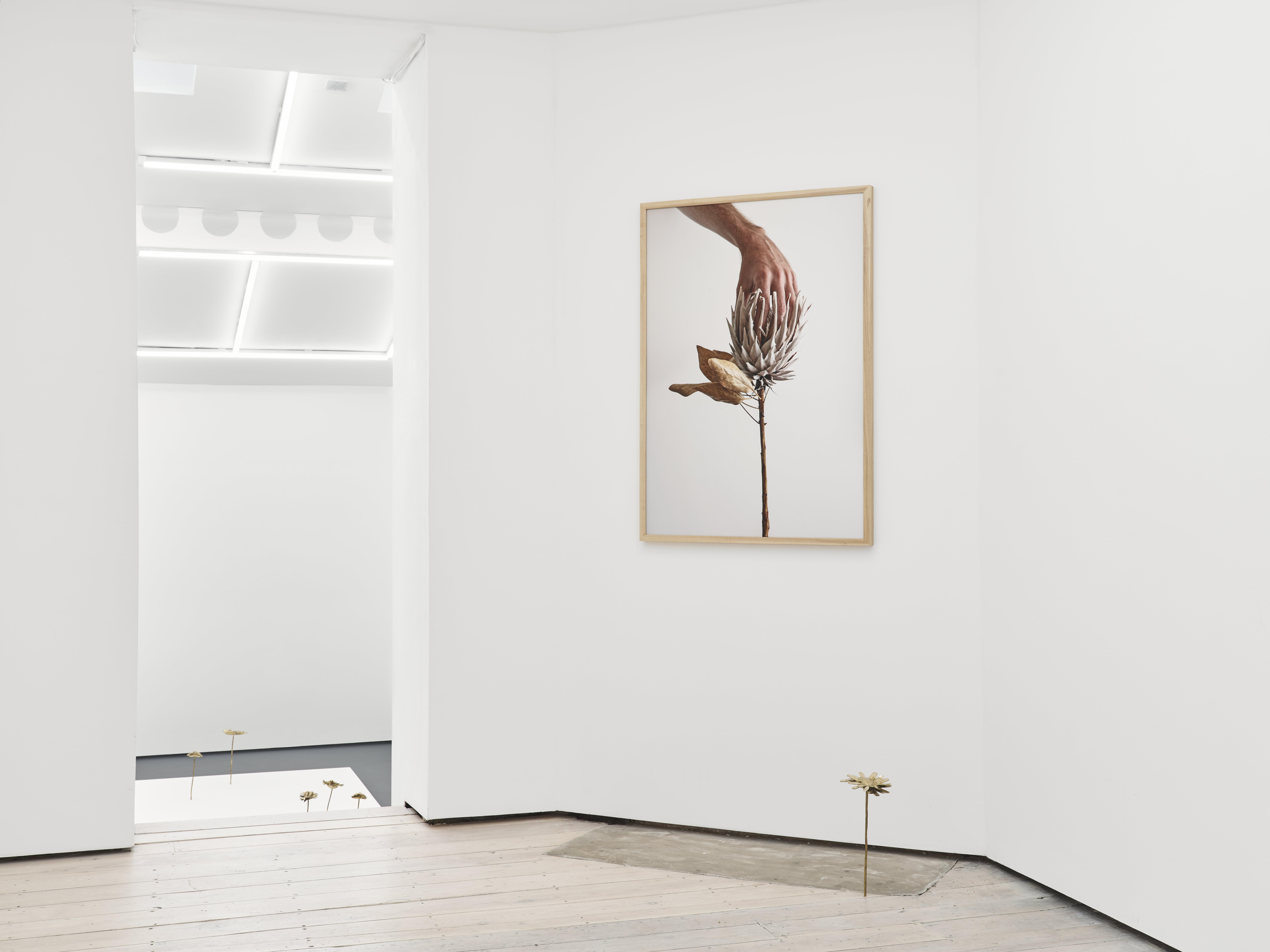 Nona Inescu, Daisyworld, installation view