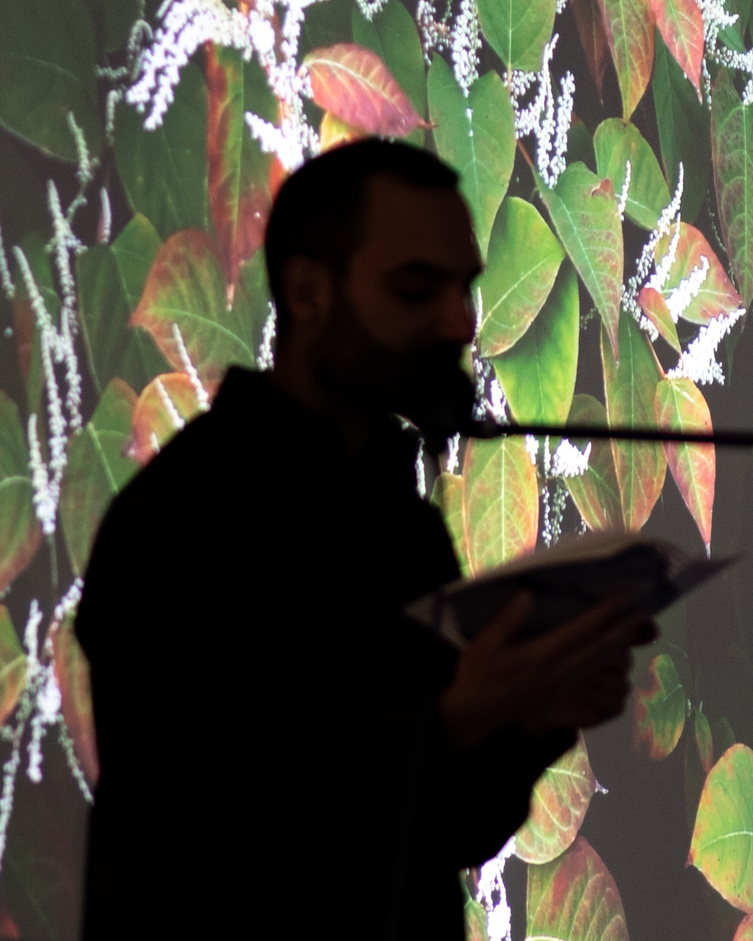 Alaa Abu Asad, In the absence of the invasive: Can we fiÂnally look at the Japanese knotweed as a green fuÂture companion?. 2024. performative reading