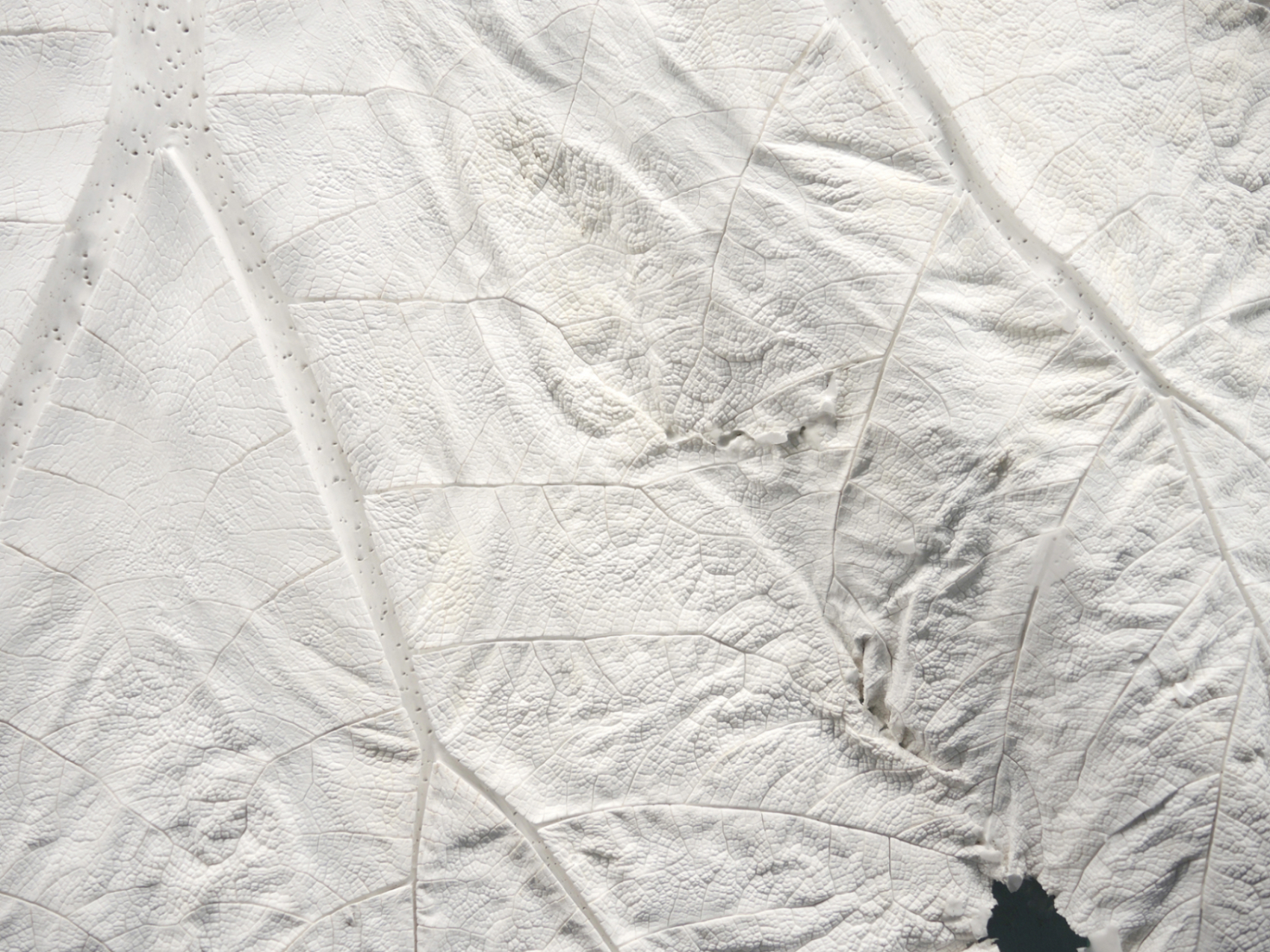 Annegret Kellner, âAnaesthesia Series - Mammoet IIâ (detail), silicone cast on former greenhouse sheet, 2023