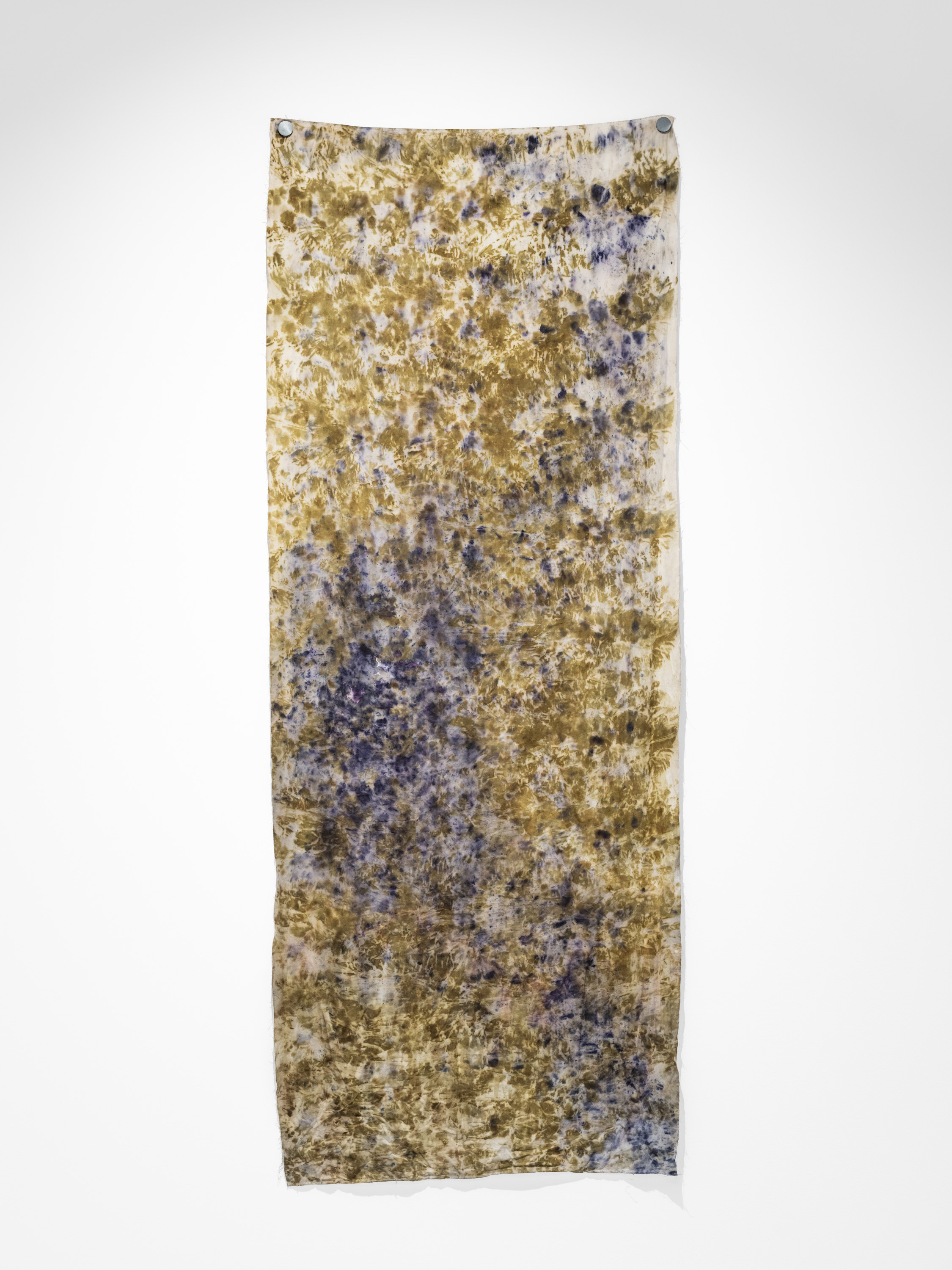 Julia Ciunowicz "Untitled", 2024, cotton dyed naturally with black hollyhock and onion