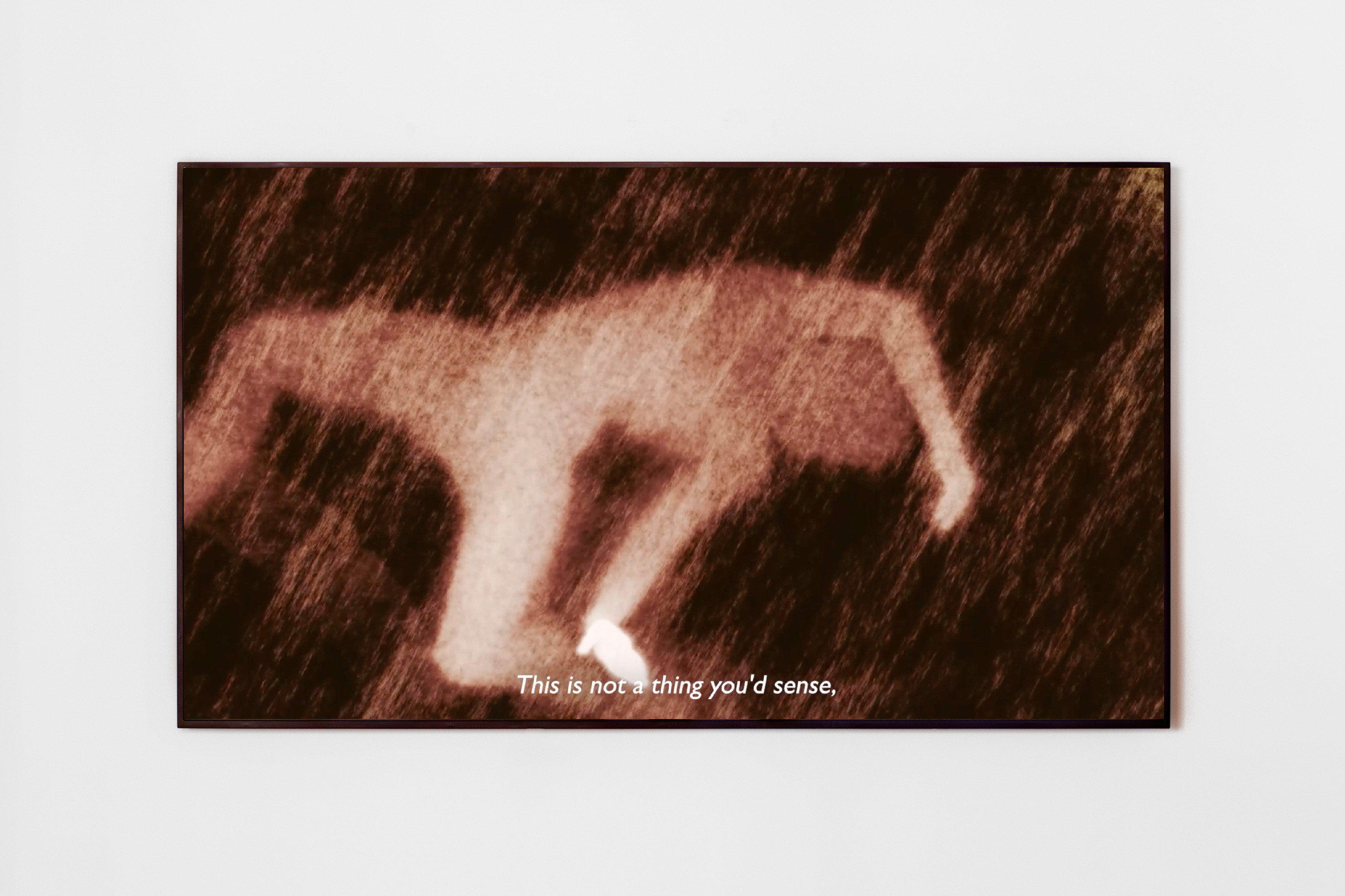 Ana Maria Caballero Echo Graph, 2025 Video 1:25 | MP4