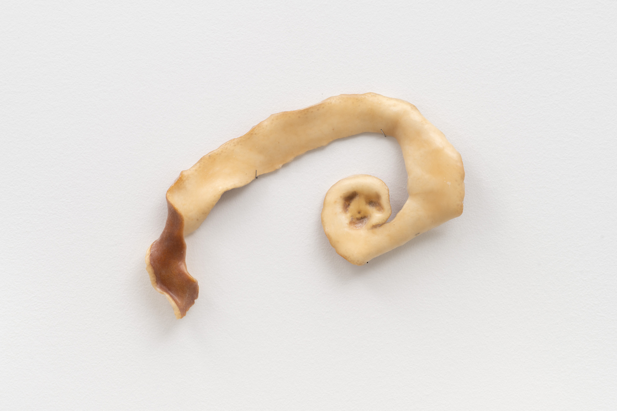 dr. contente, 2025 - Orange peel preserved in white glue, 20x14x2 cm