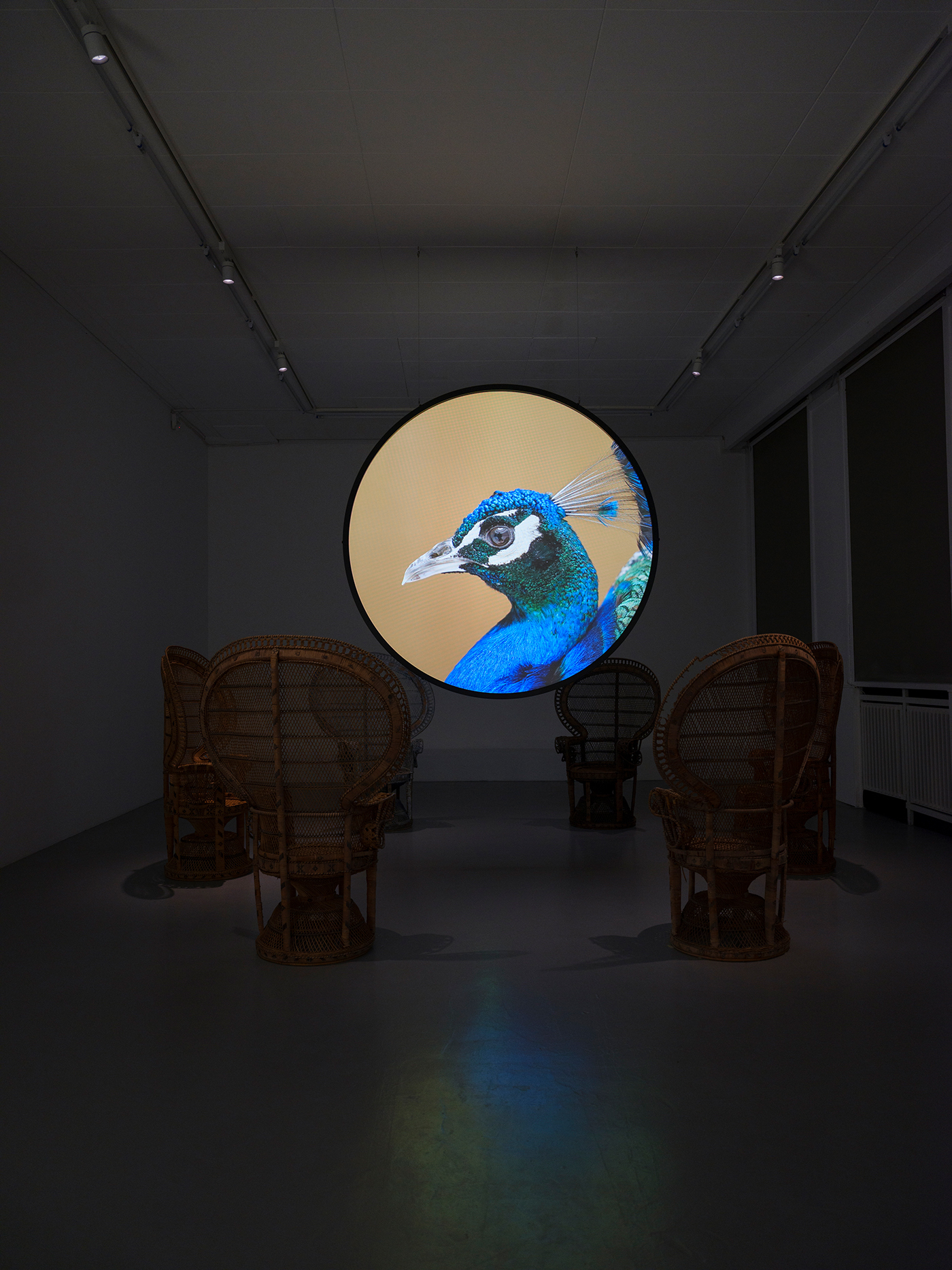 James Gregory Atkinson, Jailbird in a Peacock Chair, 2021, video installation with sound, 3‘40“ loop, 6 peacock chairs © basis e.V., photo: Jens Gerber