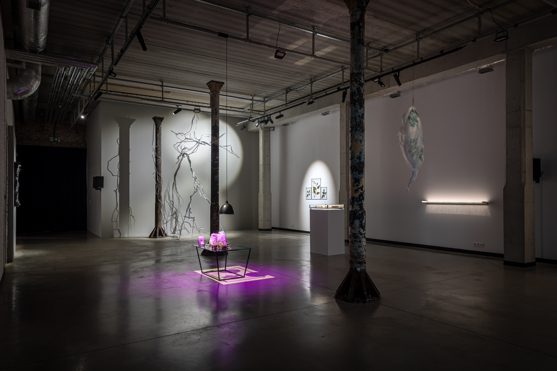 "Ward Garden. Plants in Times of Conflict", view of exhibition, 66P Subjective Institution of Culture, Wrocław 2025, photo by Michał Pietrzak (2)