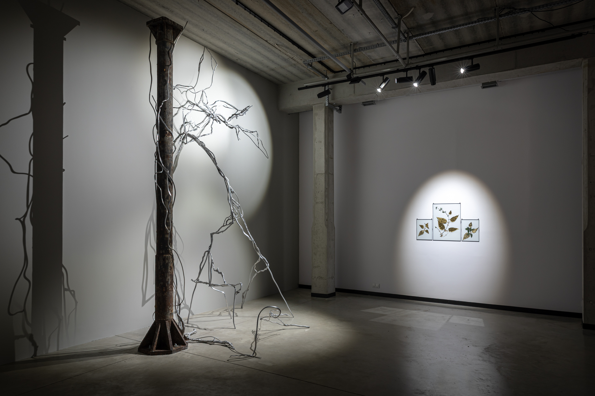 "Ward Garden. Plants in Times of Conflict", view of exhibition, 66P Subjective Institution of Culture, Wrocław 2025, photo by Michał Pietrzak (5)