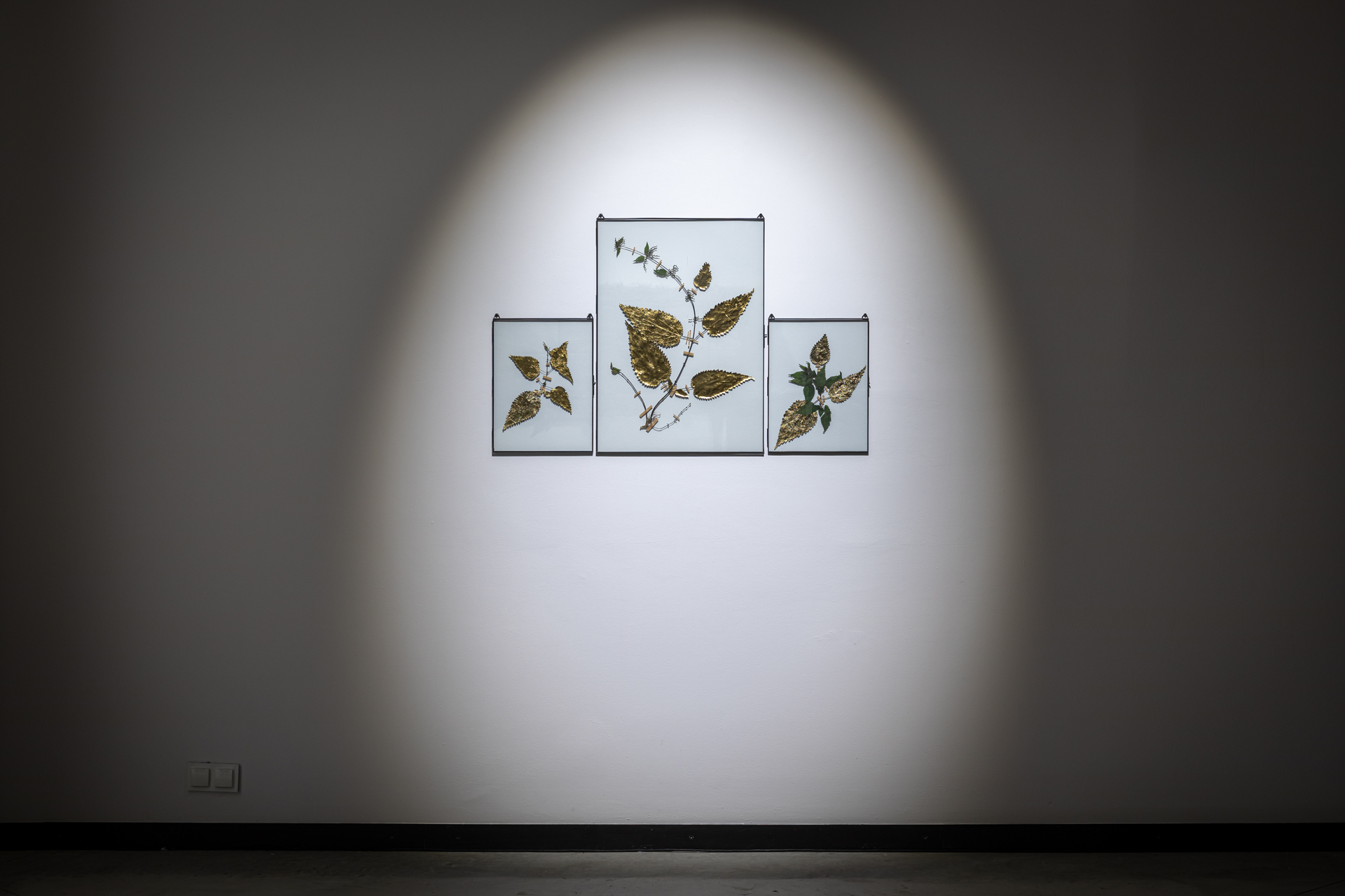 Anna Bujak, "Nettles", 2025, plants, gold leaf, glass, 40 x 30 cm, 50 x 70 cm