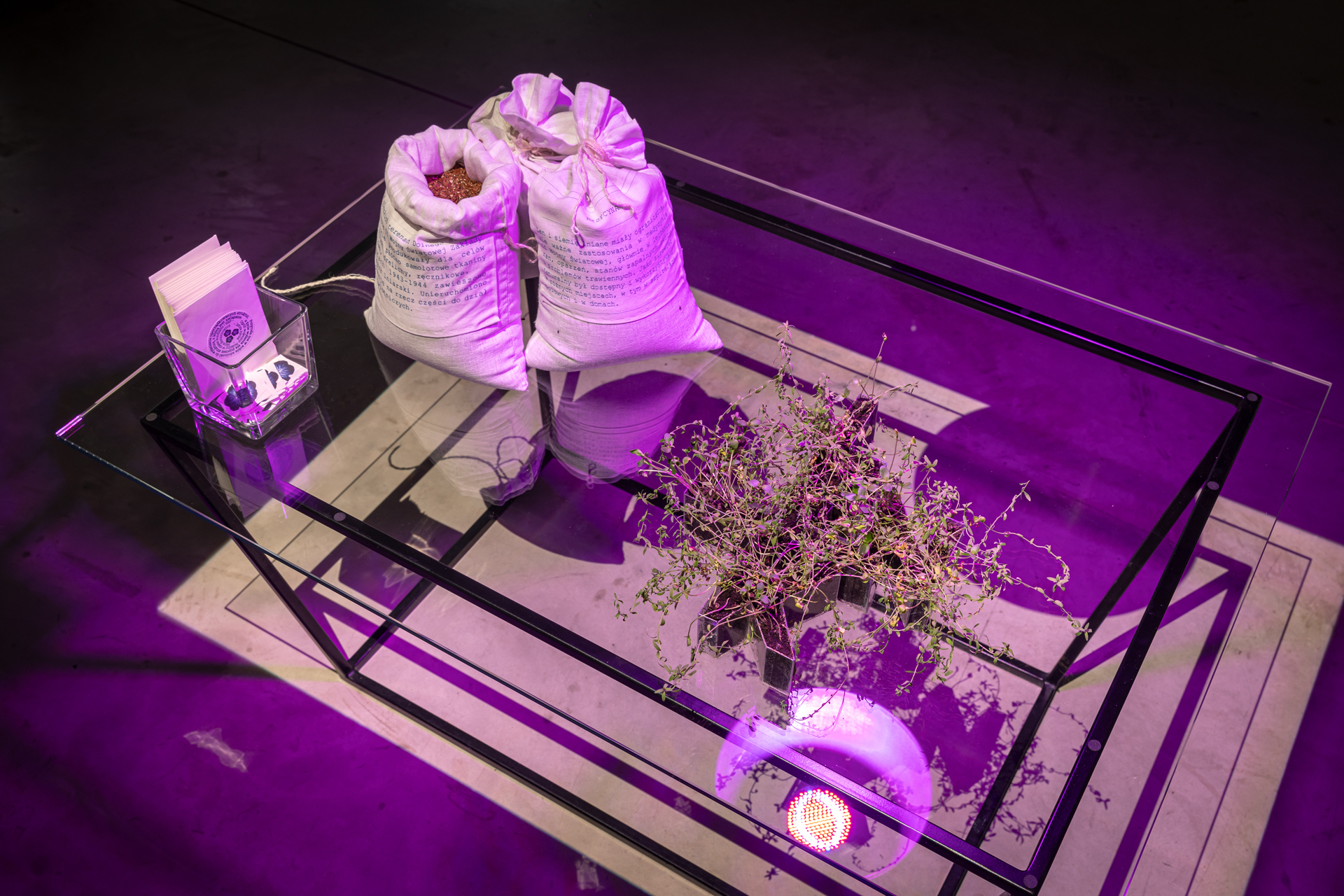 Mira Boczniowicz, "Scrolls and Shroud. The Essence of Life 2025, installation, cyanotype, biomedia, linen, canvas, flax, seeds, soil, plants, in photosynthesis and vegetation glass, various, dimentions (detail 1)
