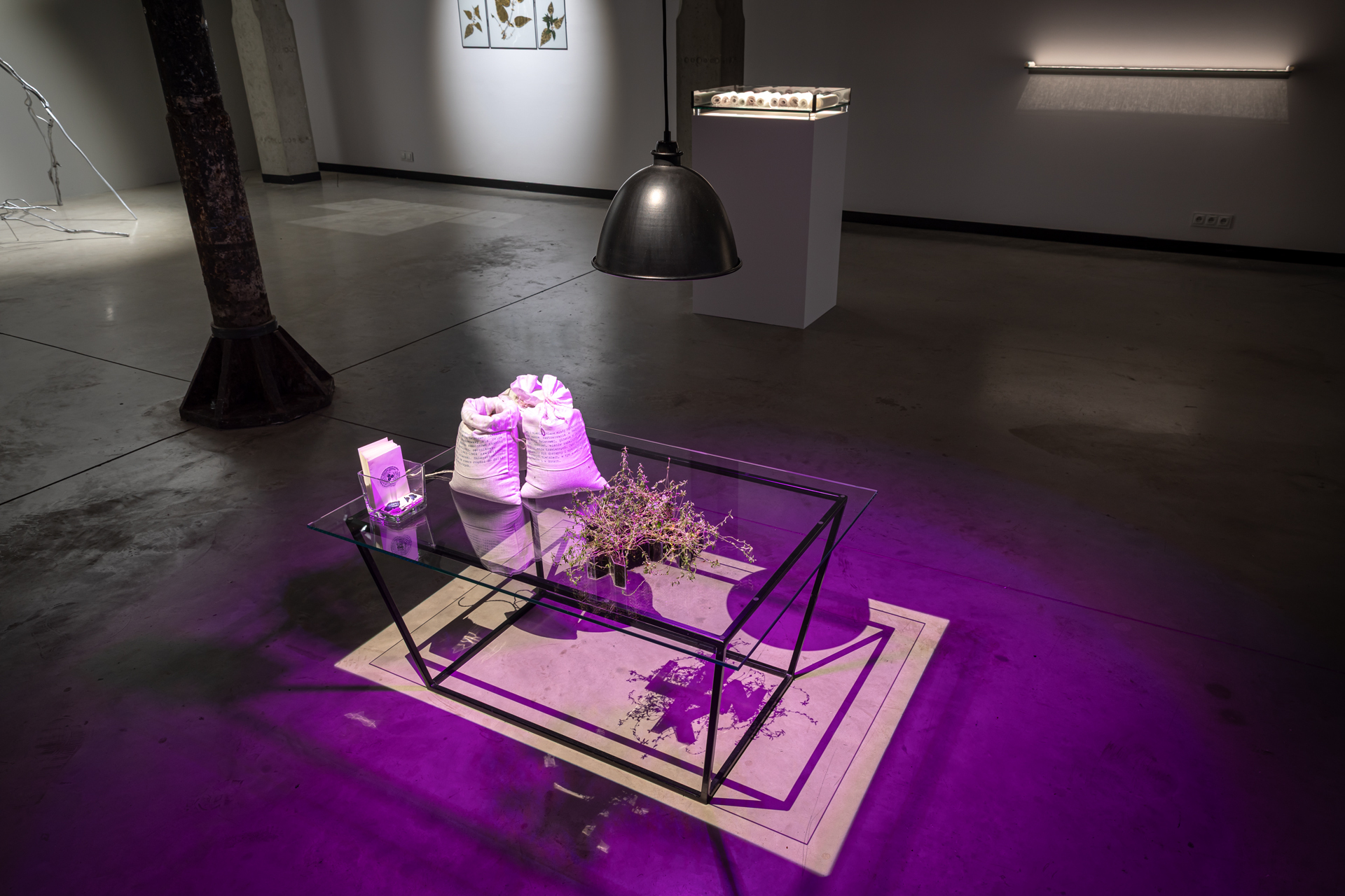 Mira Boczniowicz, "Scrolls and Shroud. The Essence of Life 2025, installation, cyanotype, biomedia, linen, canvas, flax, seeds, soil, plants, in photosynthesis and vegetation glass, various, dimentions (detail 4)