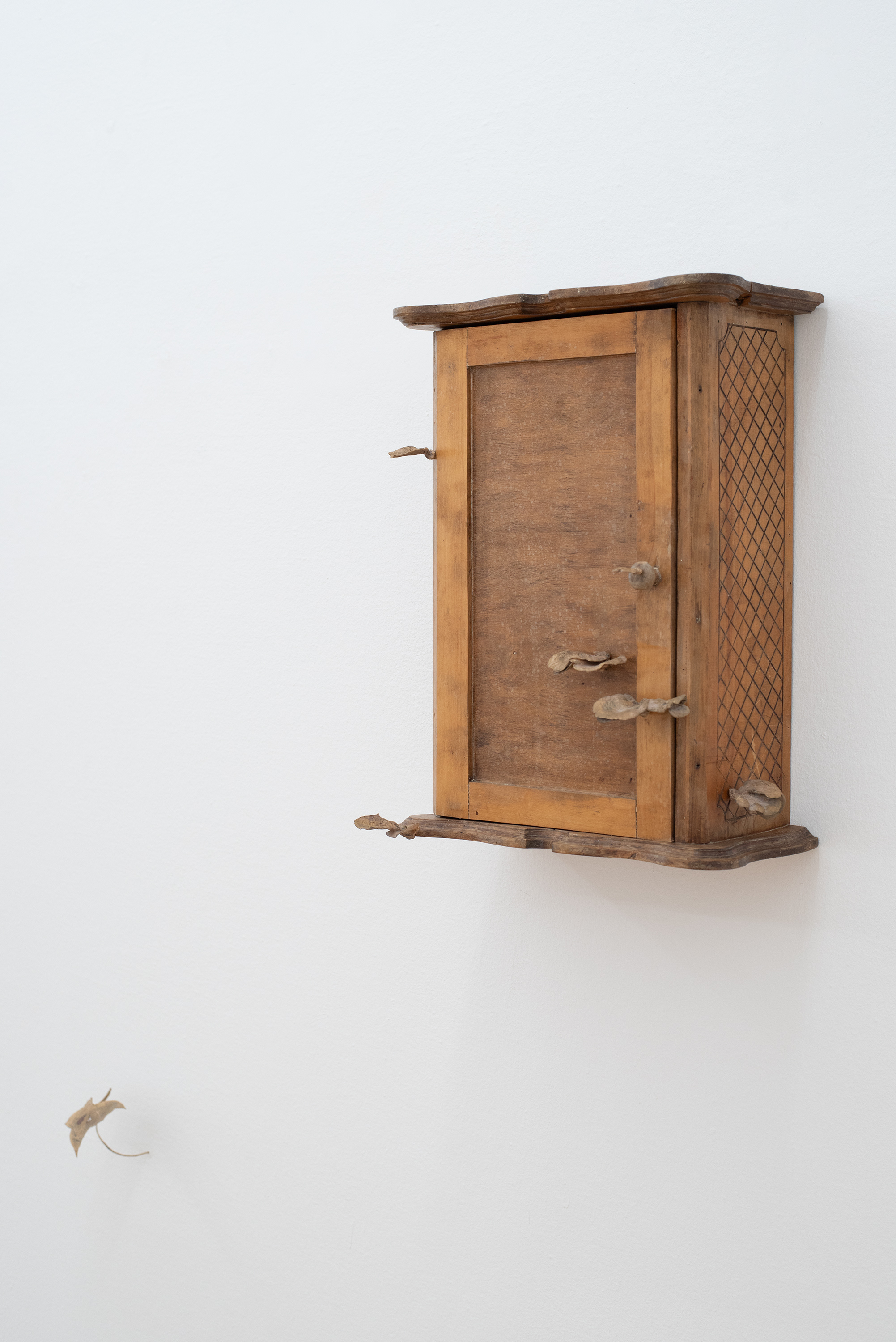 Lea Grebe, Cabinet III (tree fungus), 2025, wood, bronze