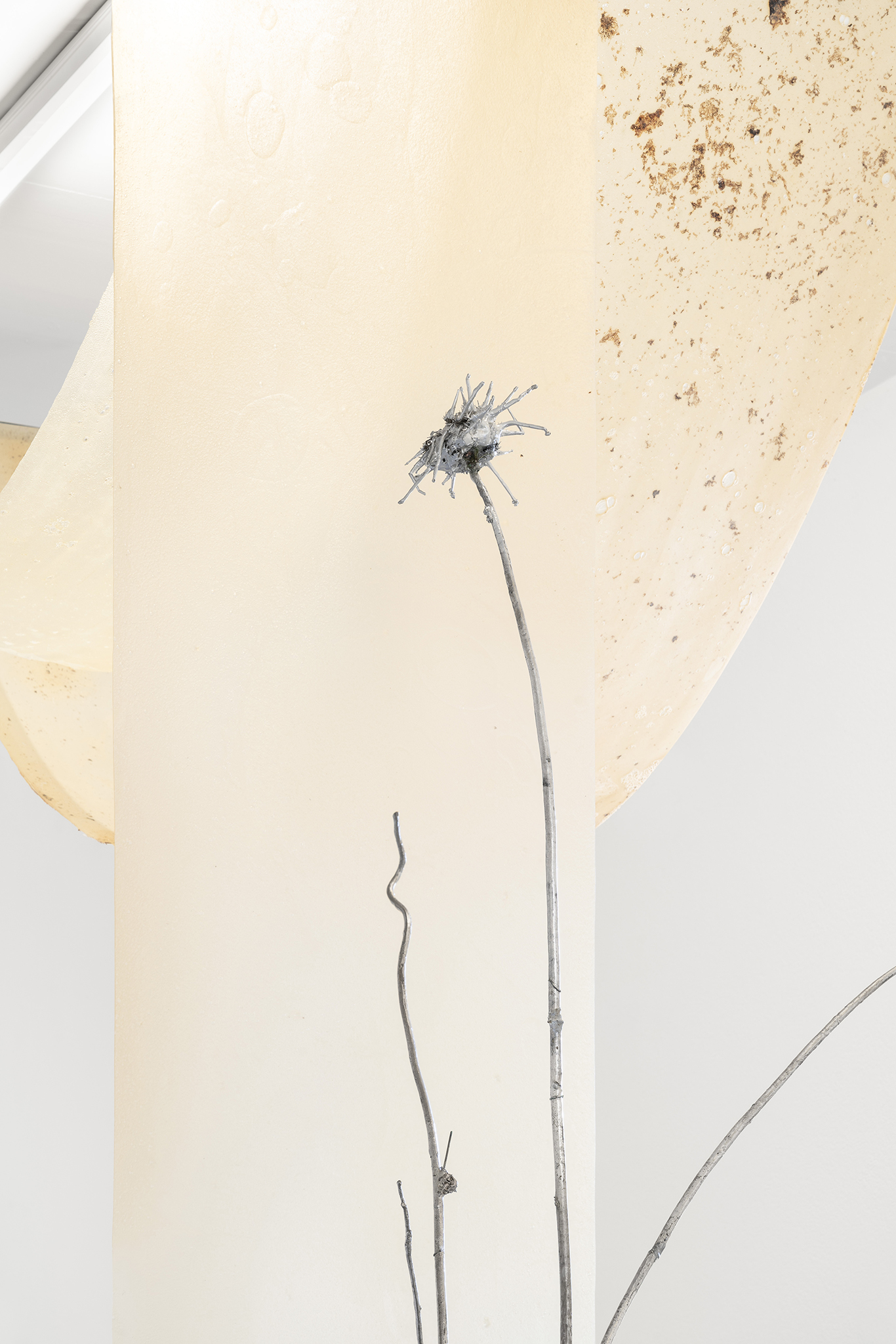 Detail of Lucia Cristiani, Single Stem, 2023. Galvanised silver thistles, iron, 220x72x40cm, 200x72x60cm. Detail of Lucia Cristiani, Dense, 2025. bioplastics, Sargassum seaweed, iron, variable dimensions. Ph Riccardo Giancola