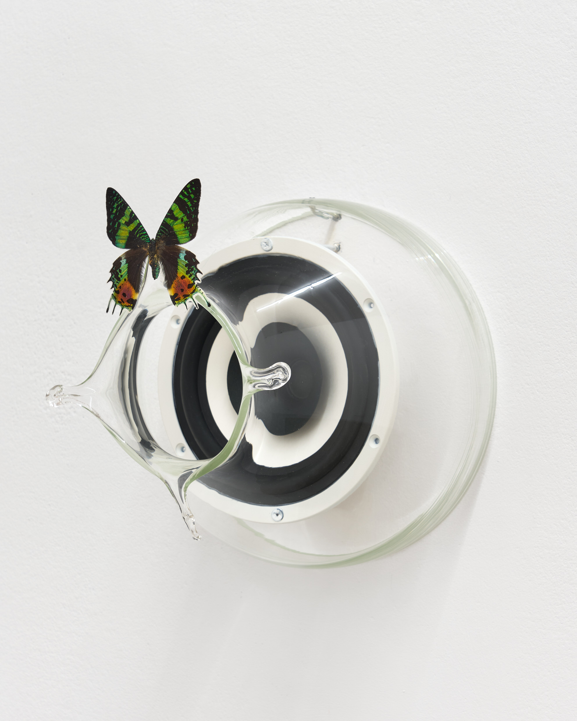 Come where the dream rests in the shell / fot. Tomasz Koszewnik © Gdansk City Gallery