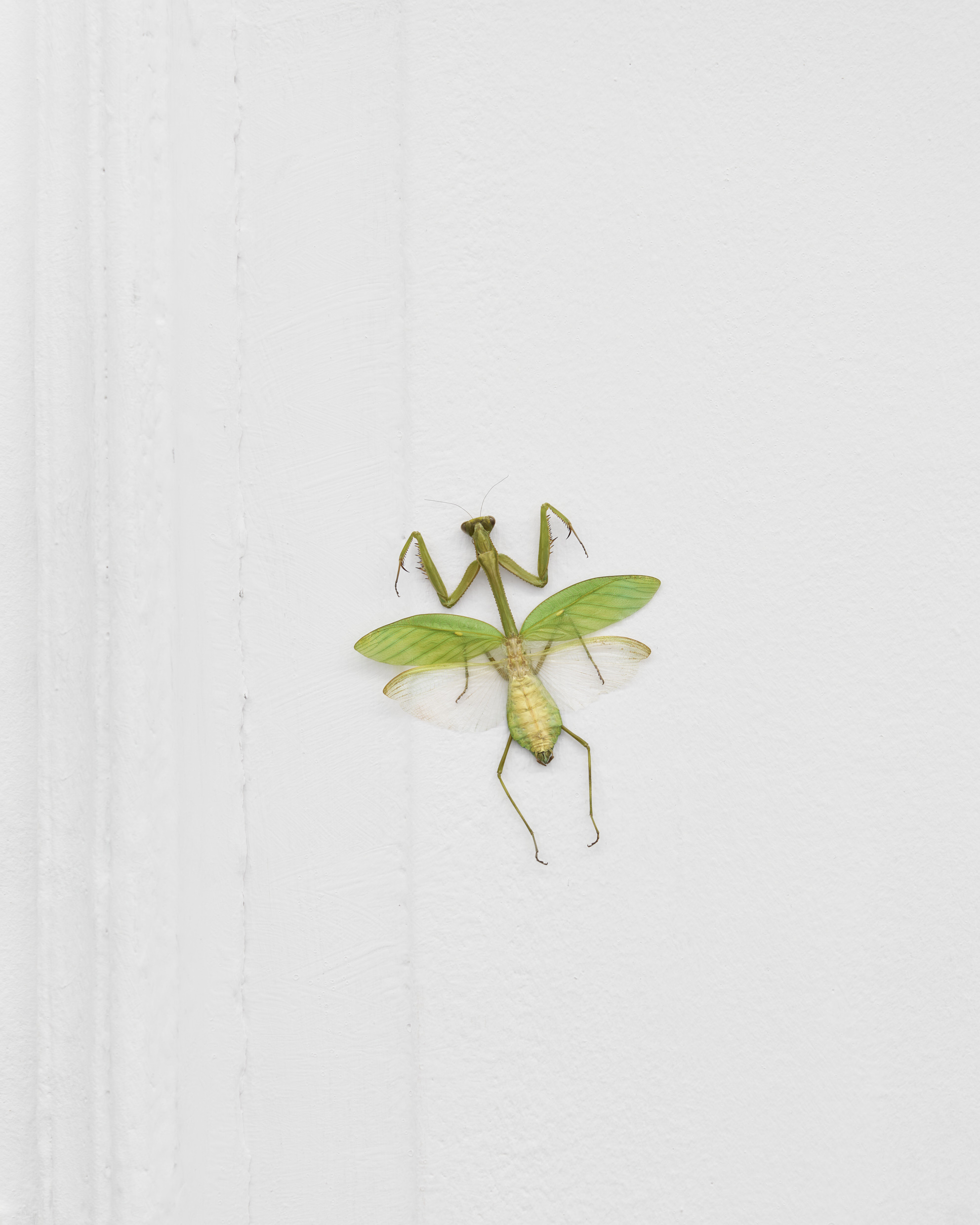 Come where the dream rests in the shell / fot. Tomasz Koszewnik © Gdansk City Gallery