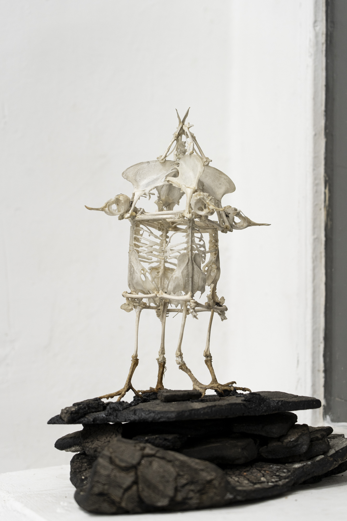 Marek Wodzisławski, House of Bones, skeleton, glue, asphalt, 40x37 cm, 2024, photo Michał Maliński