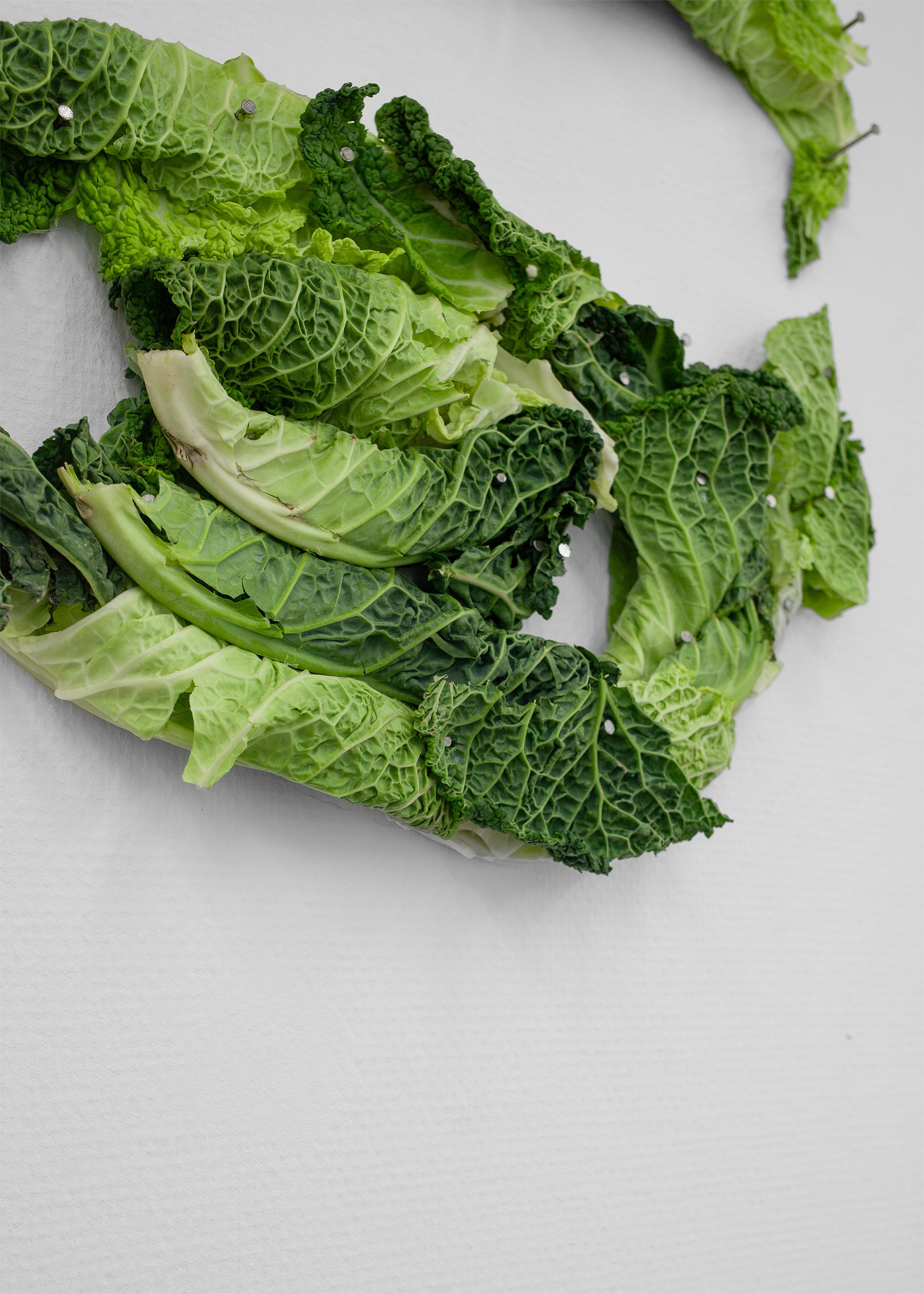 Tobi Keck, #shroomjak, 2025, Cabbages, nails, 145 x 115 cm 