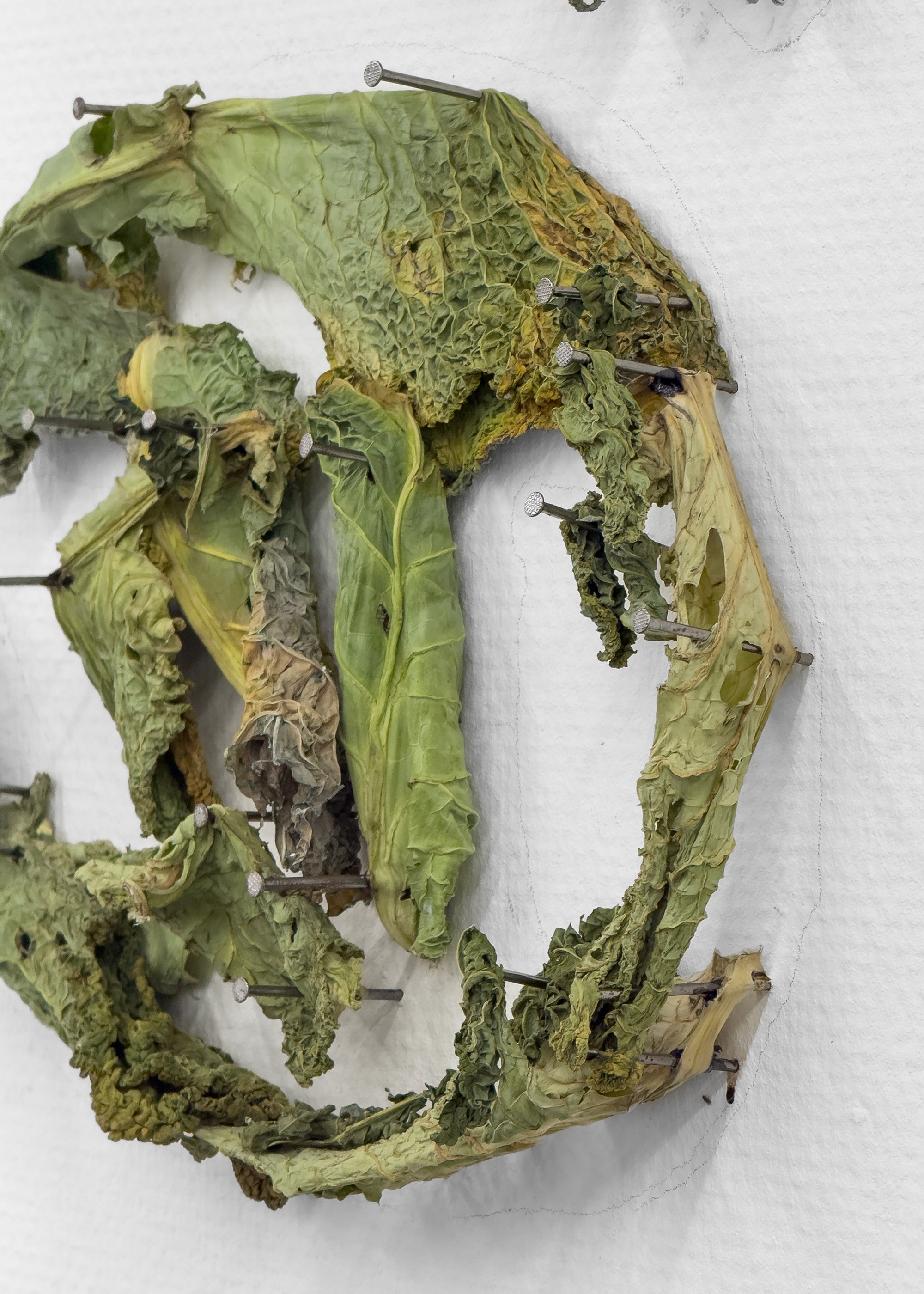 Tobi Keck, #shroomjak, 2025, Cabbages, nails, 145 x 115 cm 