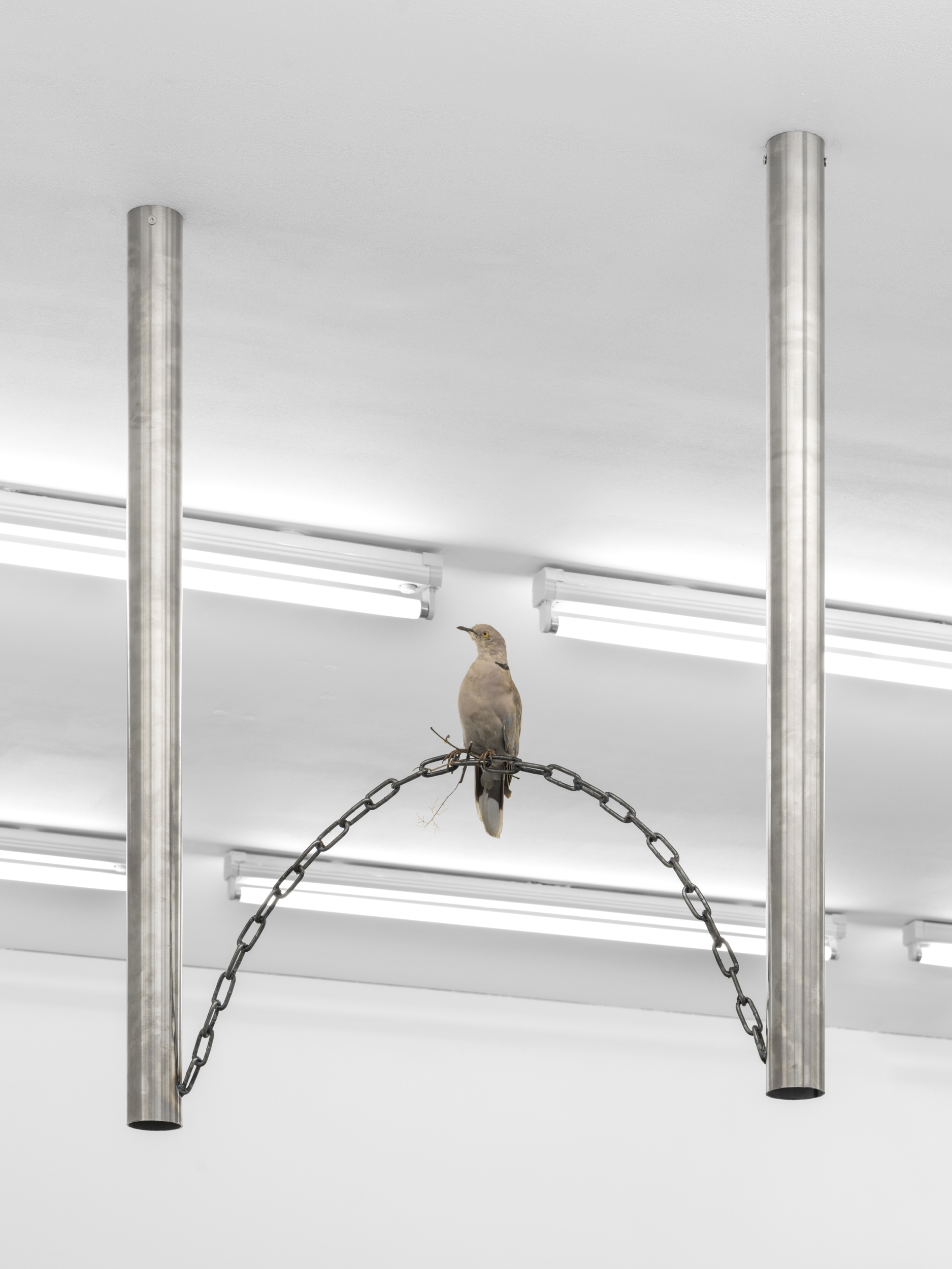 Vincent Scheers, How much my life has changed, and yet how unchanged it has remained, 2025, metal, twigs, taxidermy pigeon (streptopelia decaocto), 90 x 85 x 25 cm