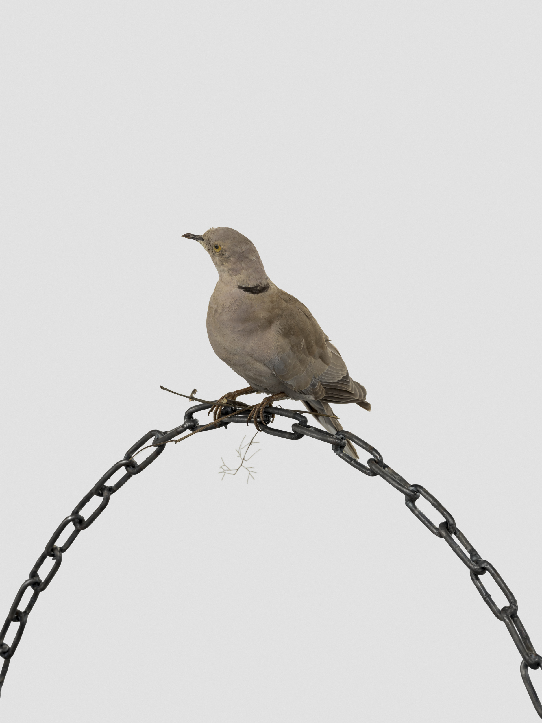 Vincent Scheers, How much my life has changed, and yet how unchanged it has remained, 2025, metal, twigs, taxidermy pigeon (streptopelia decaocto), 90 x 85 x 25 cm