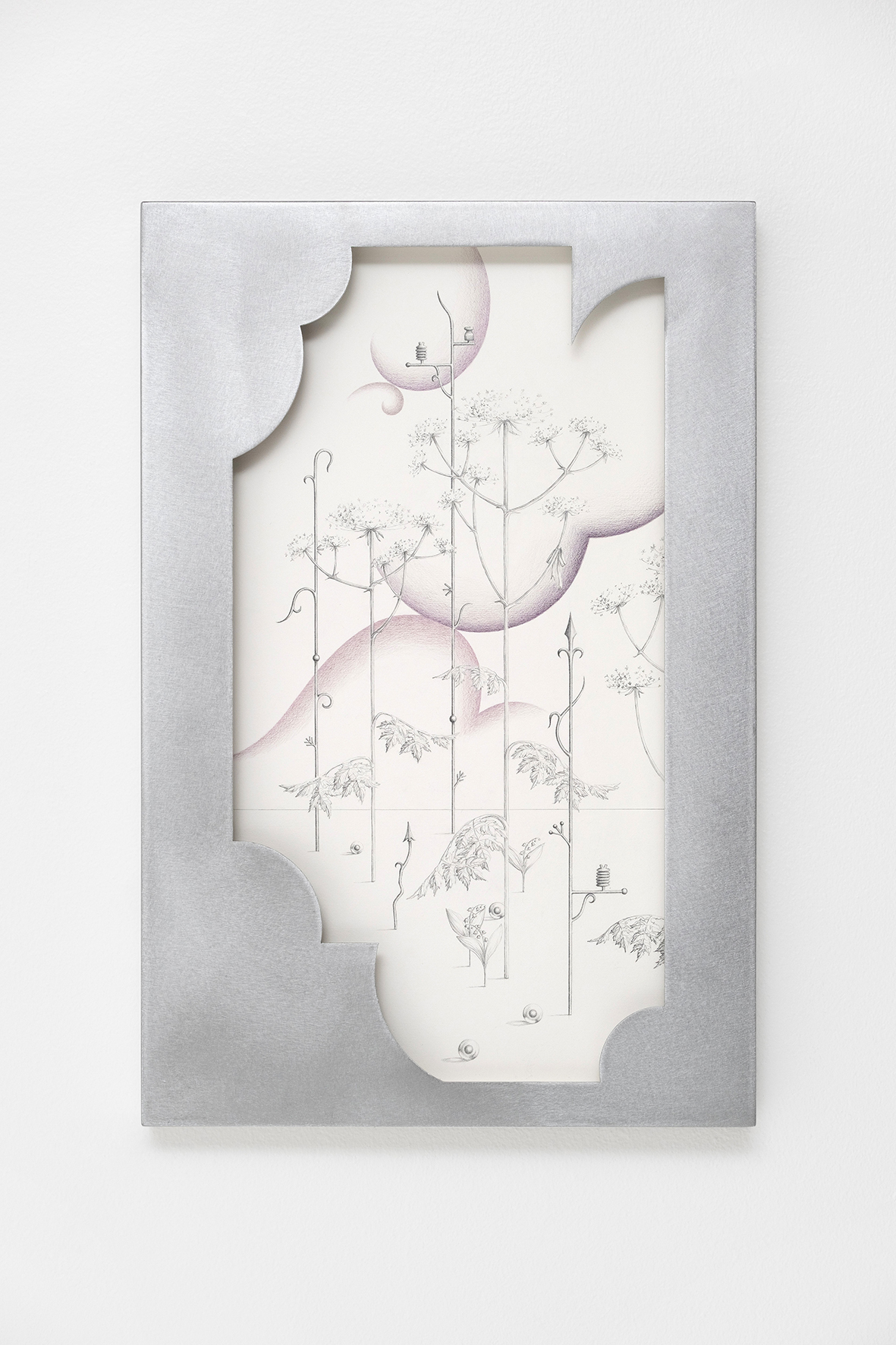 Anna Mari Liivrand. Fading Voltage, Cow Parsnip and Lily of the Valley. 60 x 42 cm,  aluminum frame, graphite and colored pencil on cotton paper, museum glass 2025. Photo Albert Kerstna