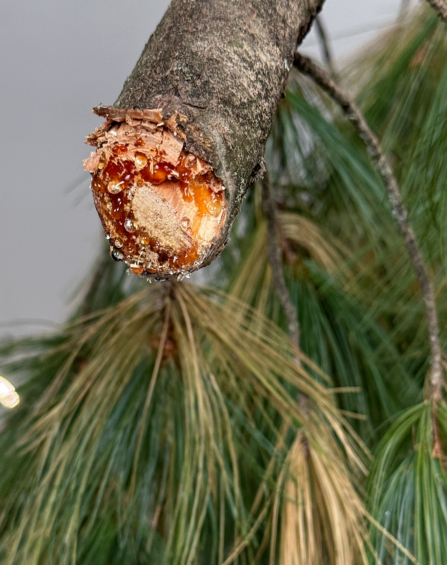 From a branch I had climbed - Exhibition view