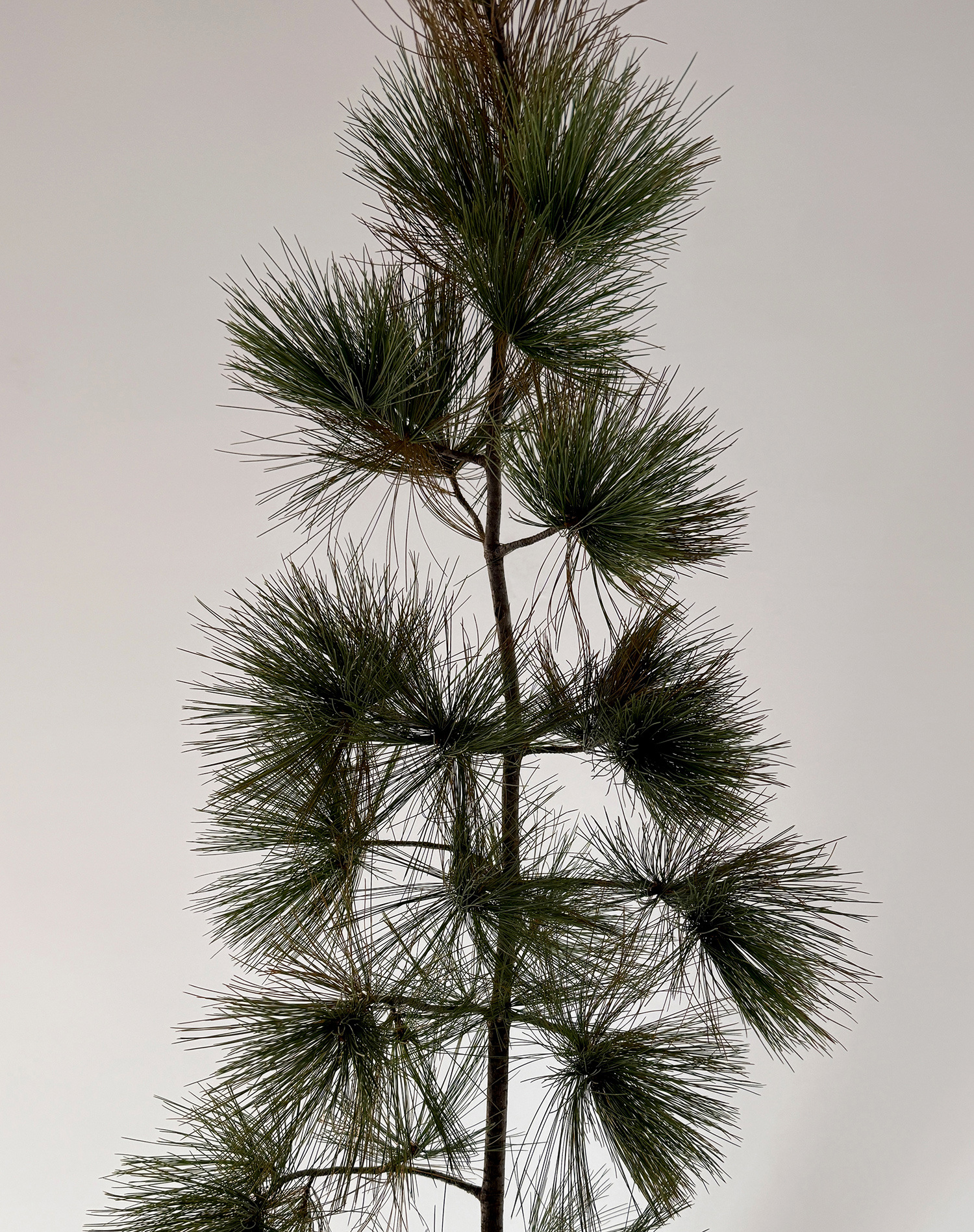 From a branch I had climbed - Exhibition view