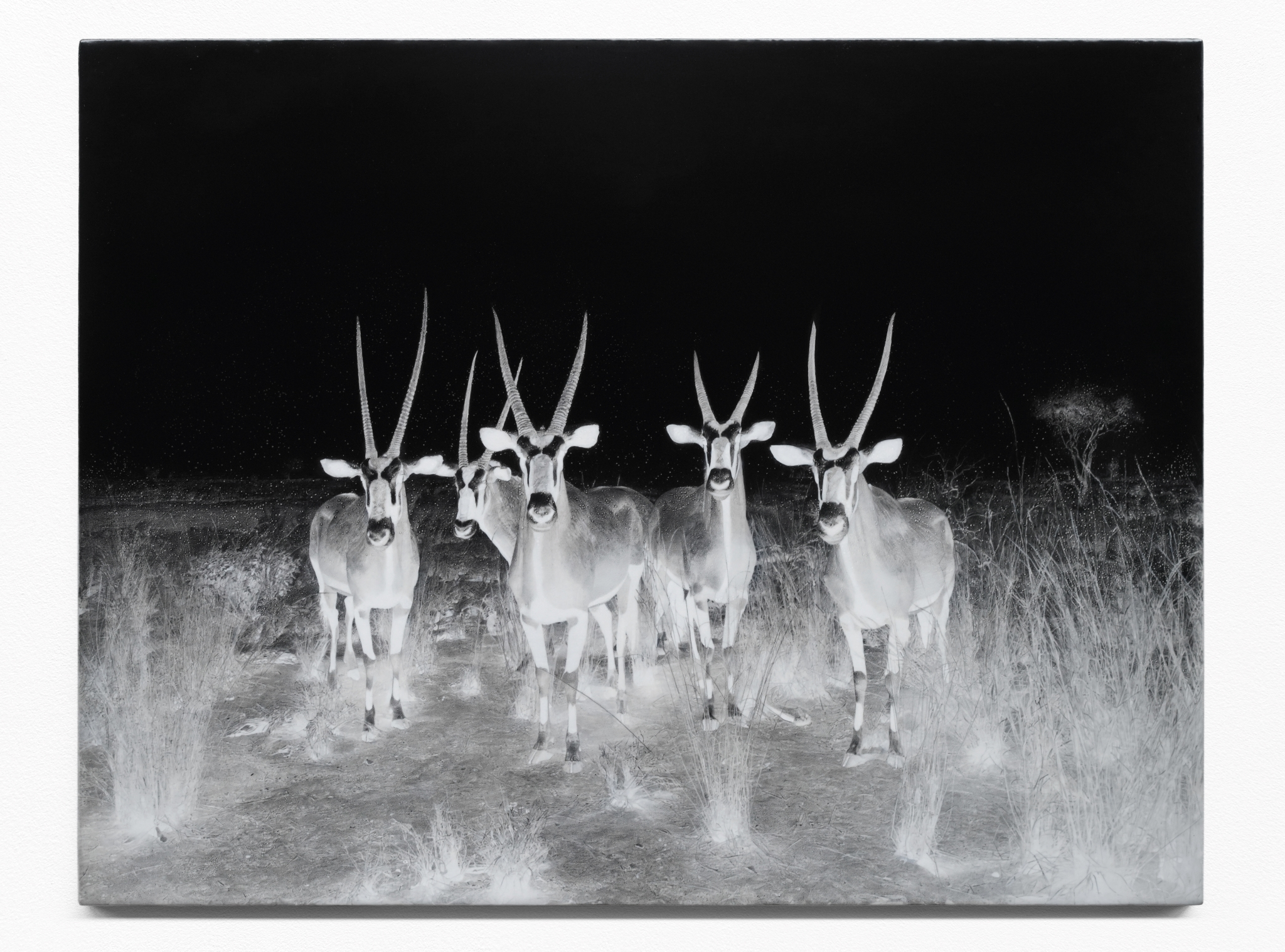 Jelena Bulajić, After Sugimoto, Gemsbok, 2023. Courtesy the artist and carlier | gebauer, Berlin/Madrid. Foto: Jelena Bulajić