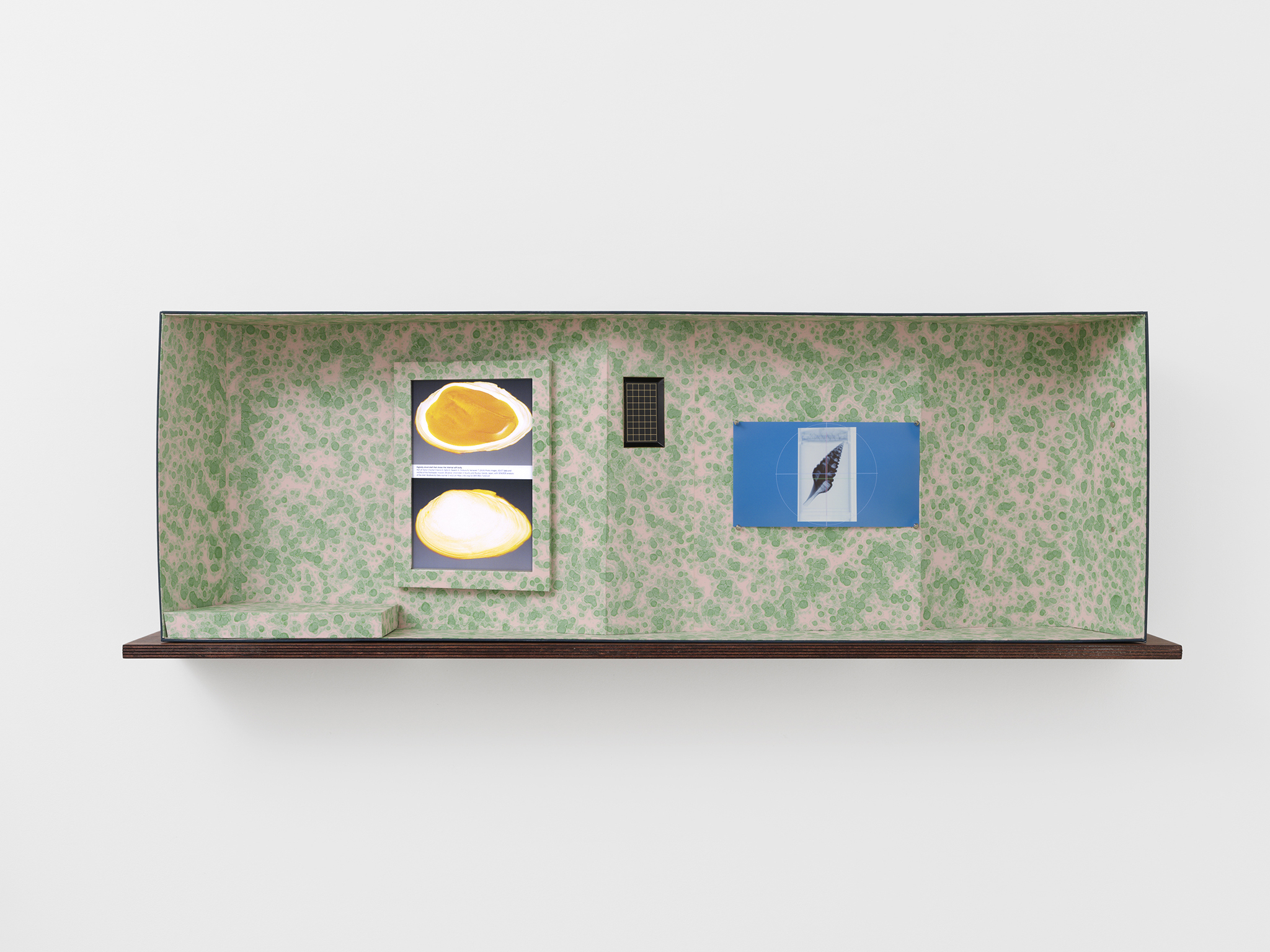 Caroline Reveillaud, Biomimetico-imago (Laboratoire / Boîte n°2), 2025, picking tray, light tray, LED strip, shells, photographs, marbled paper, bookbinding fabric, cardboard, 50 x 150 x 20 cm