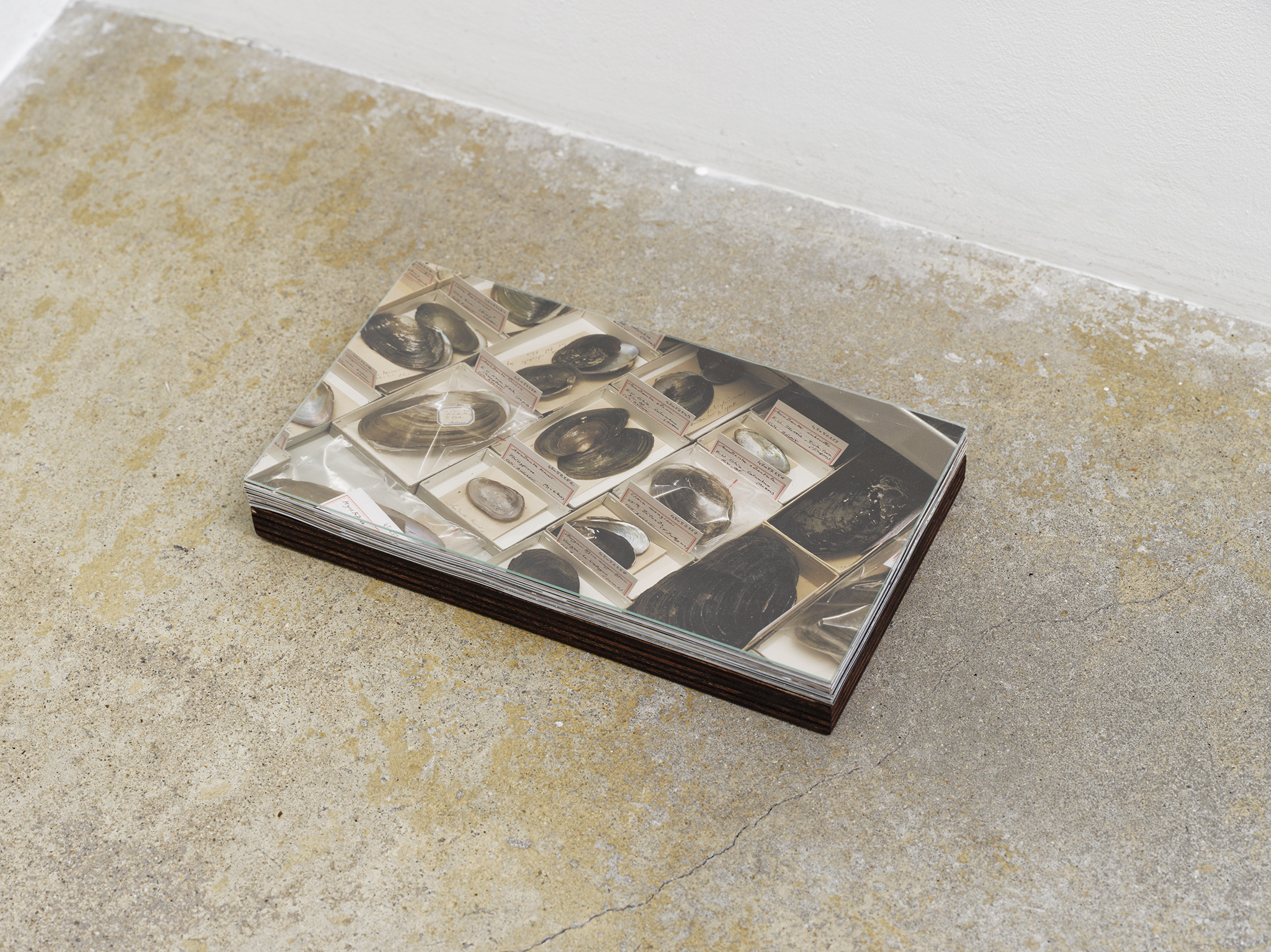 Caroline Reveillaud Biomimetico-imago (photogrammes), 2025, 63 laser prints on 200g satin paper, stained okoumé wood, glass, 3,5 x 29,6 x 17 cm