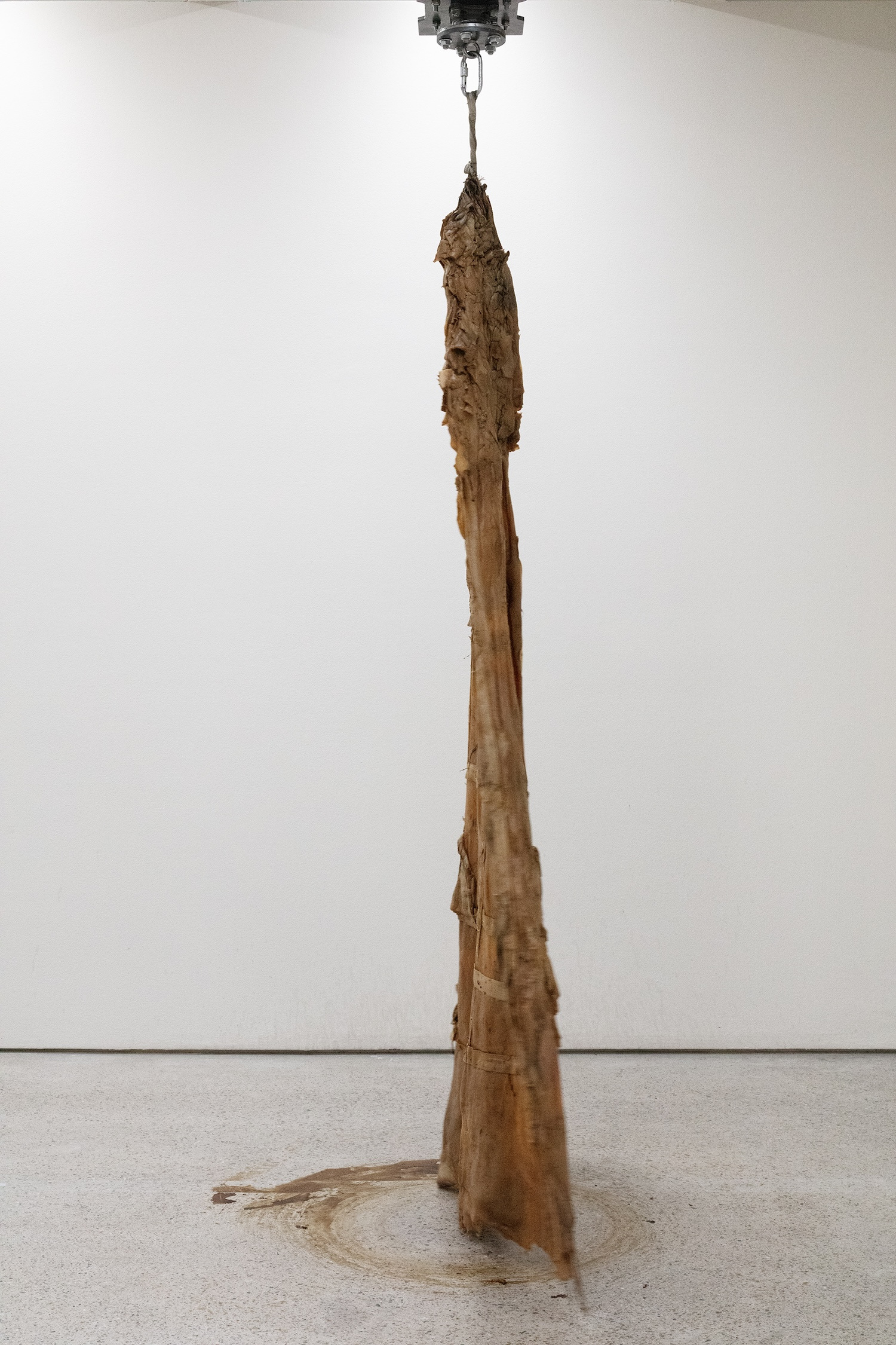 Bianca Hlywa, Mute Track, 2025–26. SCOBY (Symbiotic Cultures of Bacterial Yeast), cotton fabric, electric engine, metal mounting. Photo: Jussi Tiainen