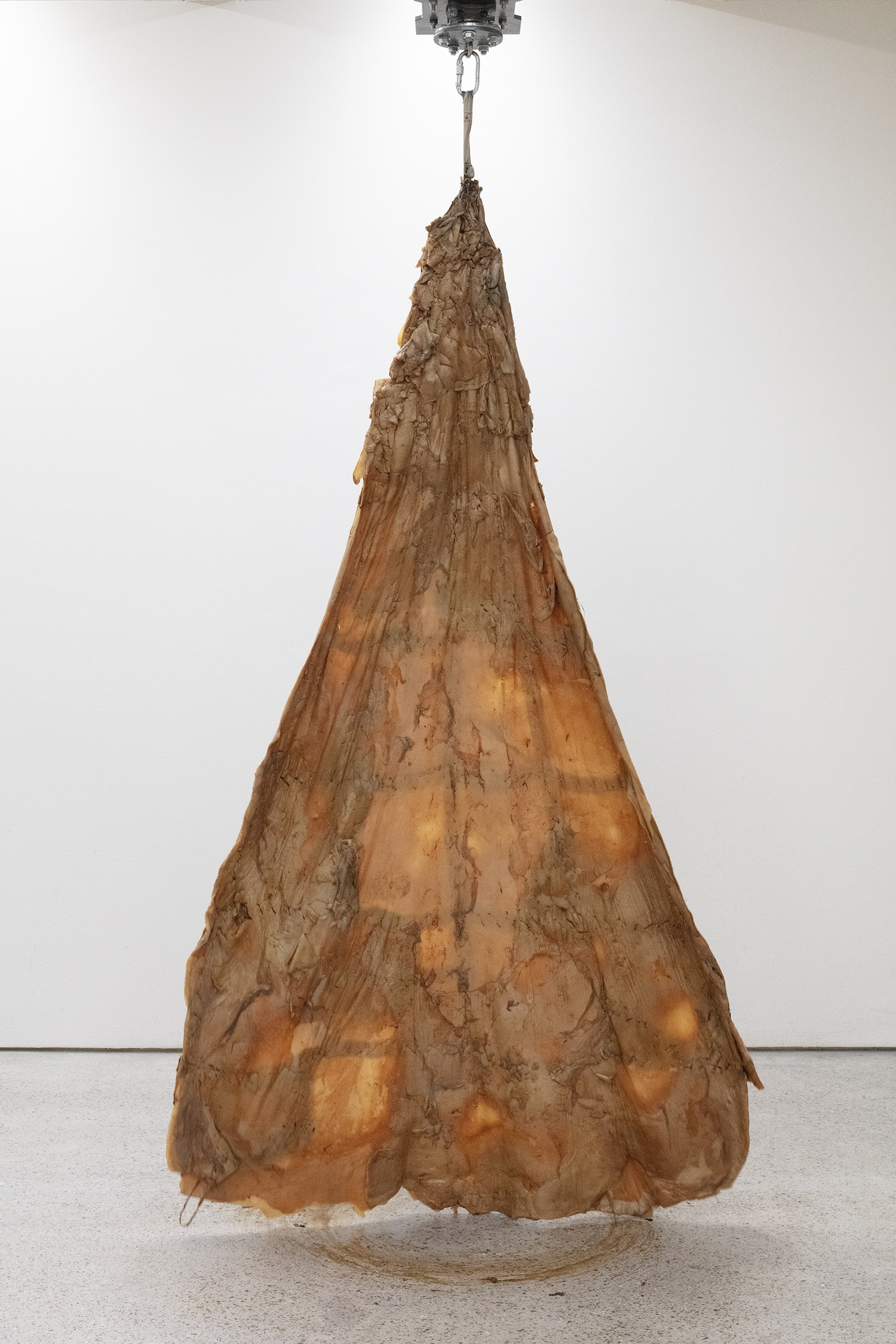 Bianca Hlywa, Mute Track, 2025–26. SCOBY (Symbiotic Cultures of Bacterial Yeast), cotton fabric, electric engine, metal mounting. Photo: Jussi Tiainen