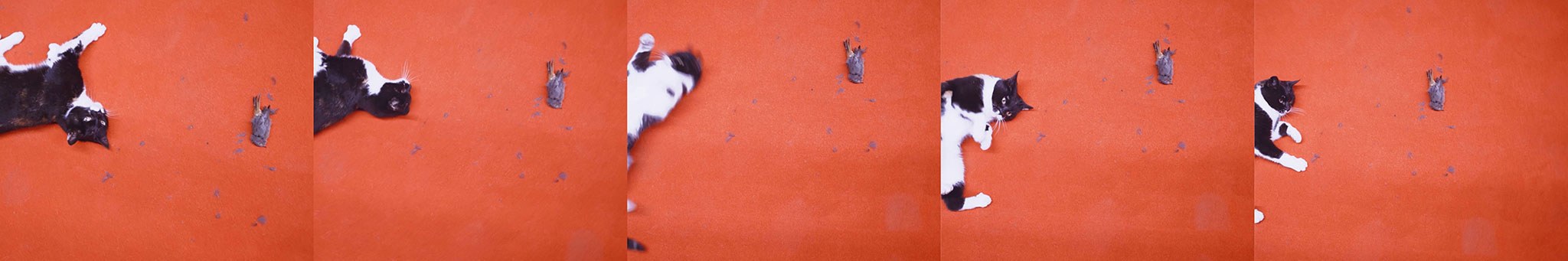 Béla Pablo Janssen, Filmstills, Roter Teppich Blandikow , 2020–2026. Courtesy: the artist.