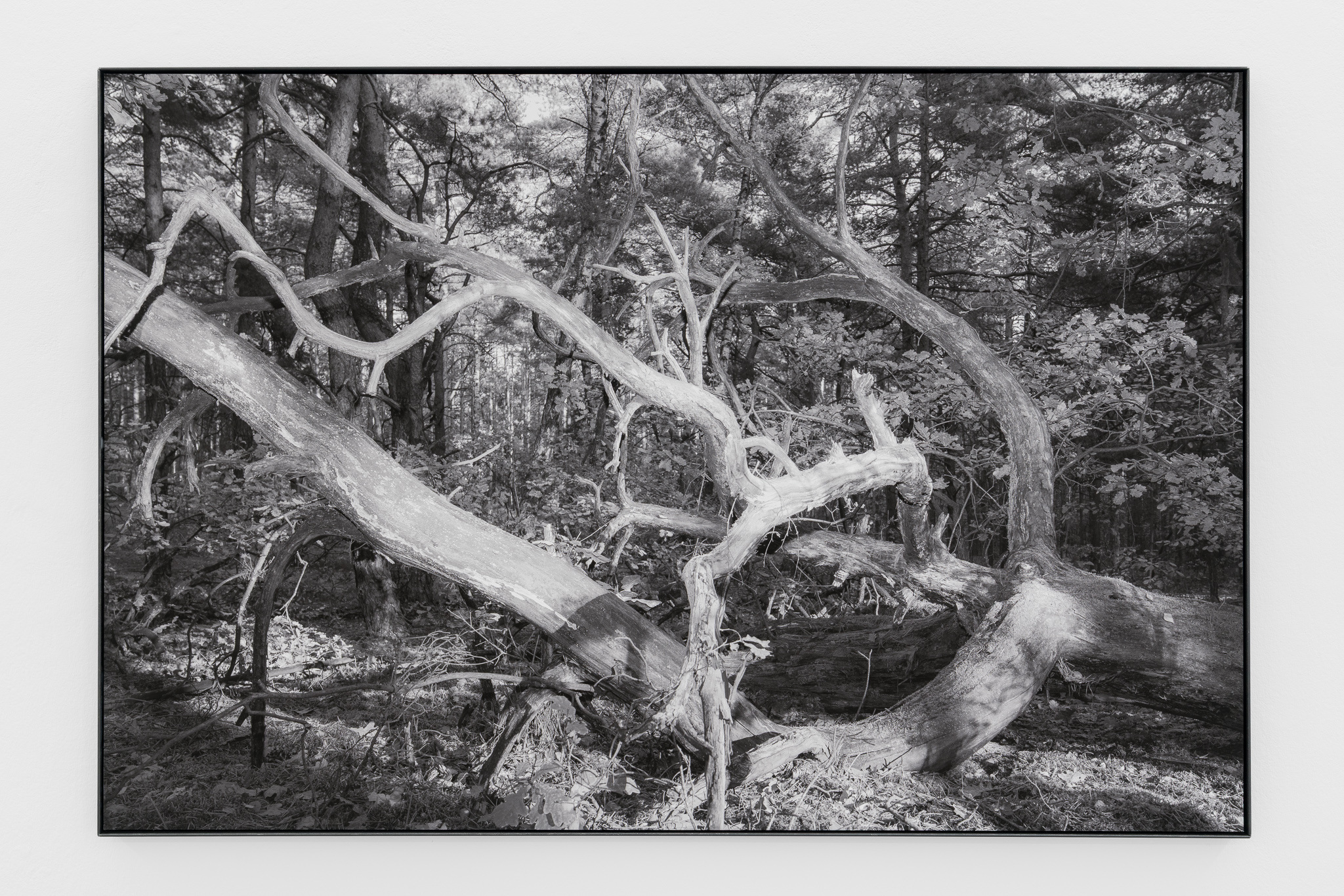 Irmina Rusicka, from the series 'Abandoned Landscapes', 2026, archival print on cotton, paper, charcoal, 114 x 170 cm