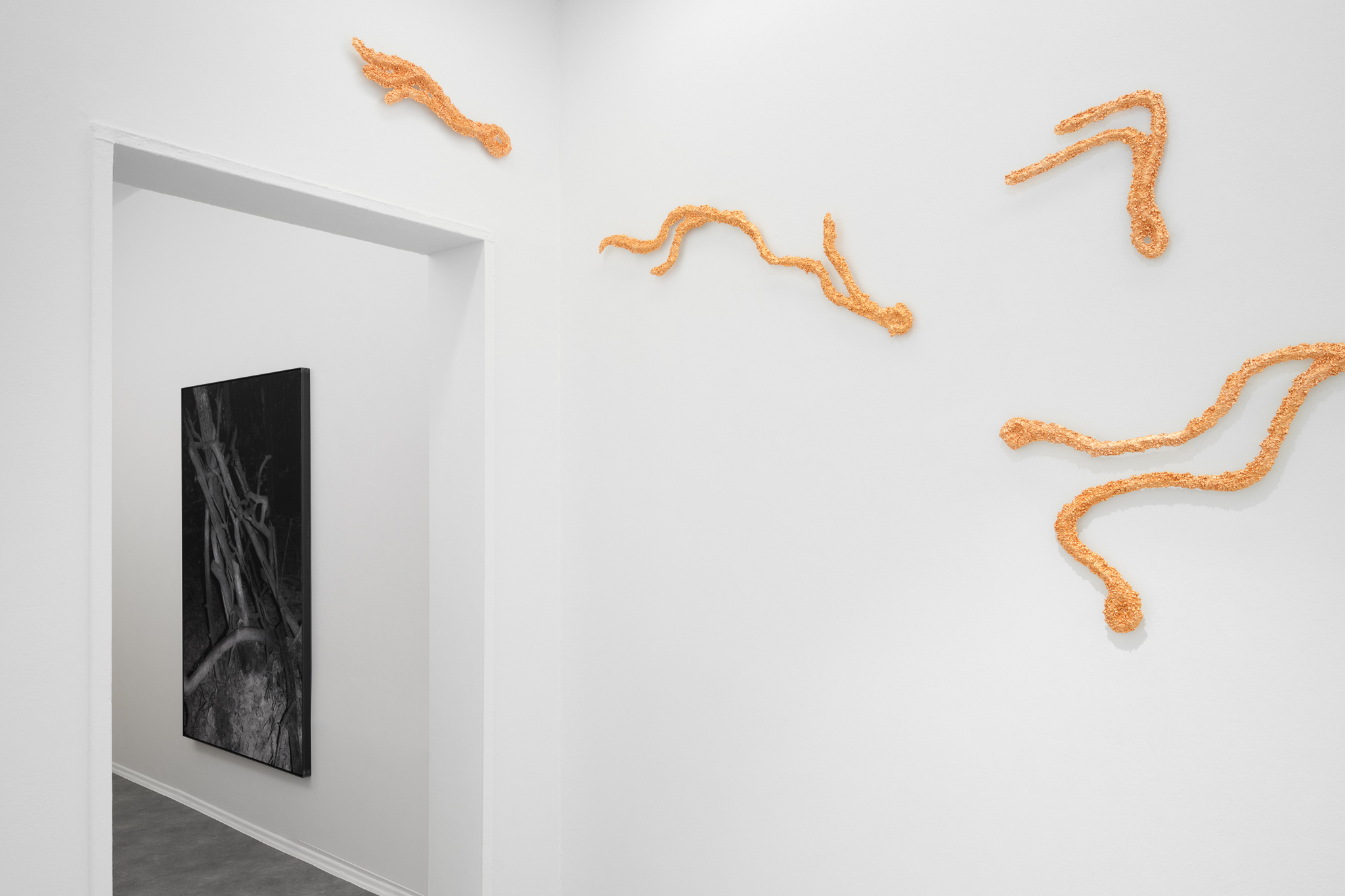 Not Only Flowers Will Grow, exhibition view, 2026, Foksal Gallery, Warsaw