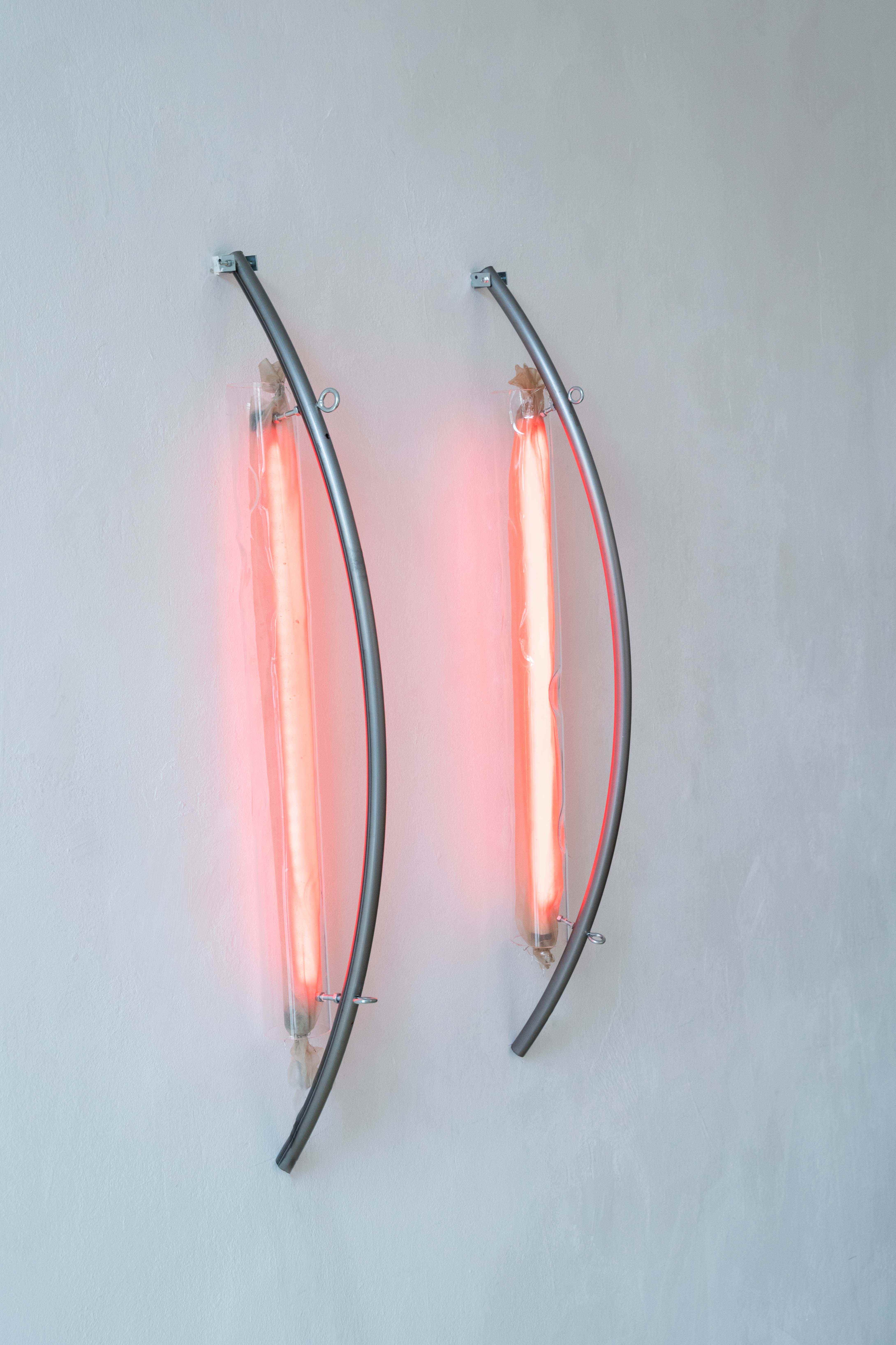 Elena Rocabert, light condition. 2026 Curved iron, steel cable, metal couplings, agar, acrylic glass, aquarium light